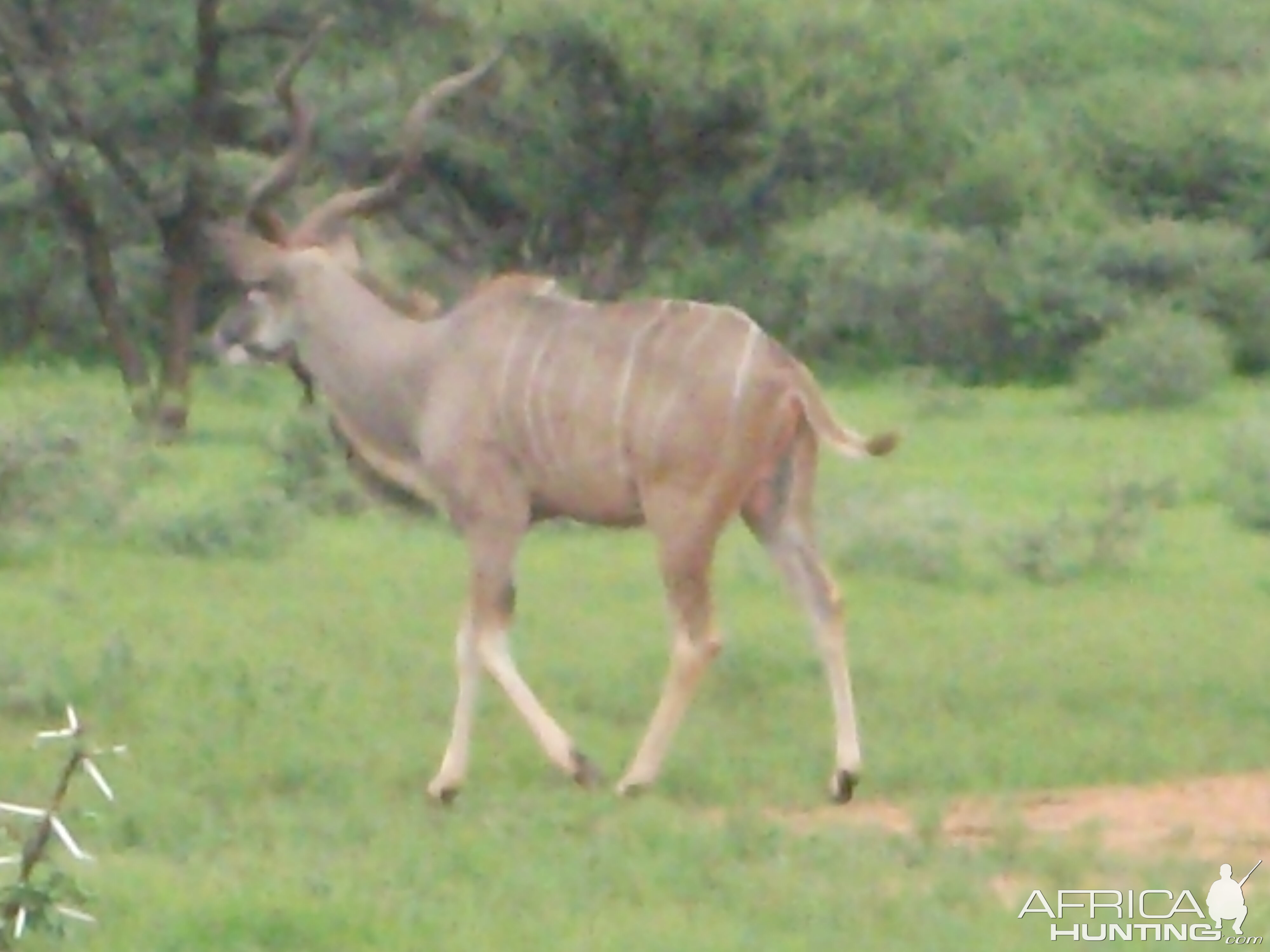 Greater Kudu Namibia