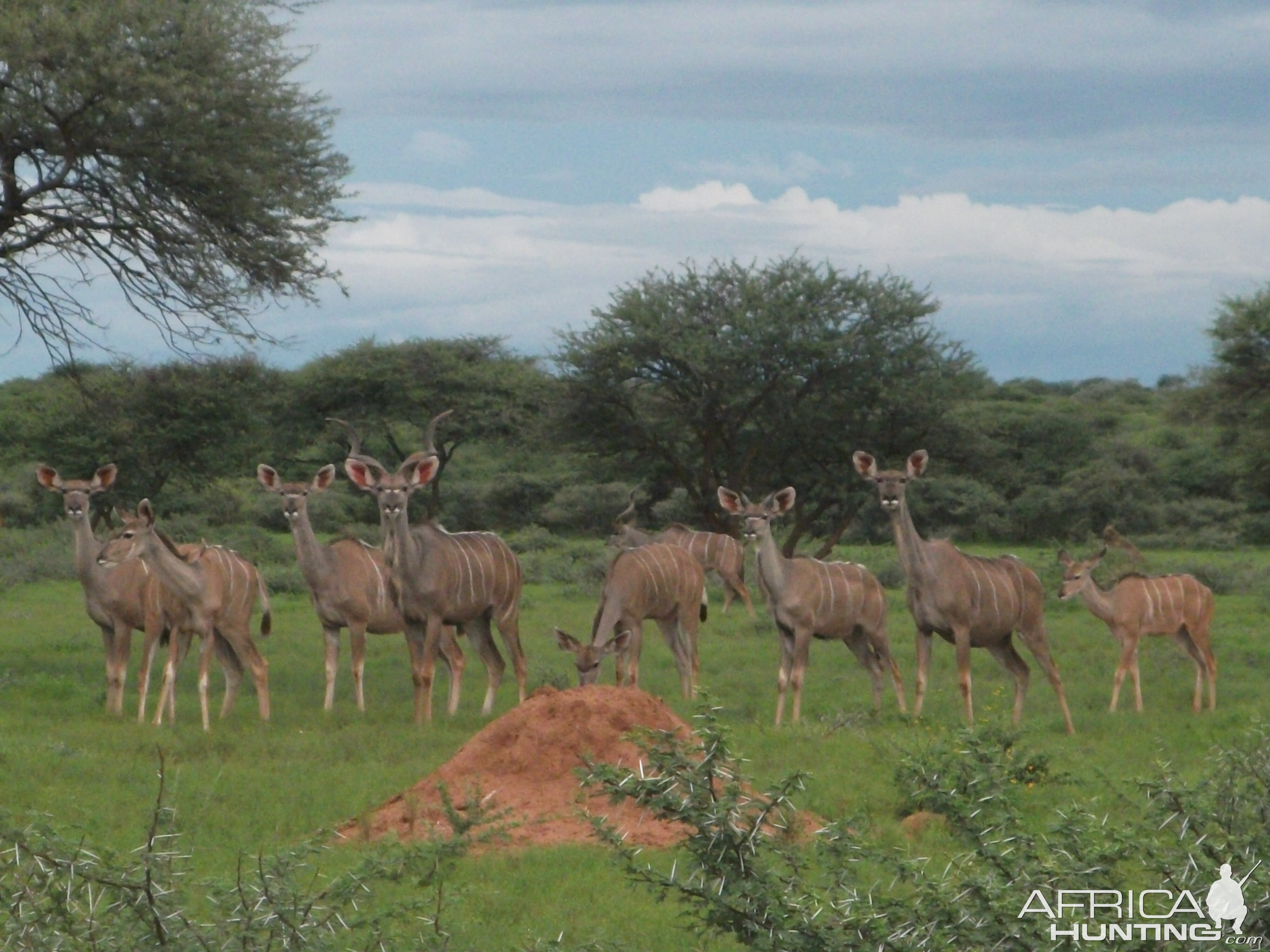 Greater Kudu Namibia