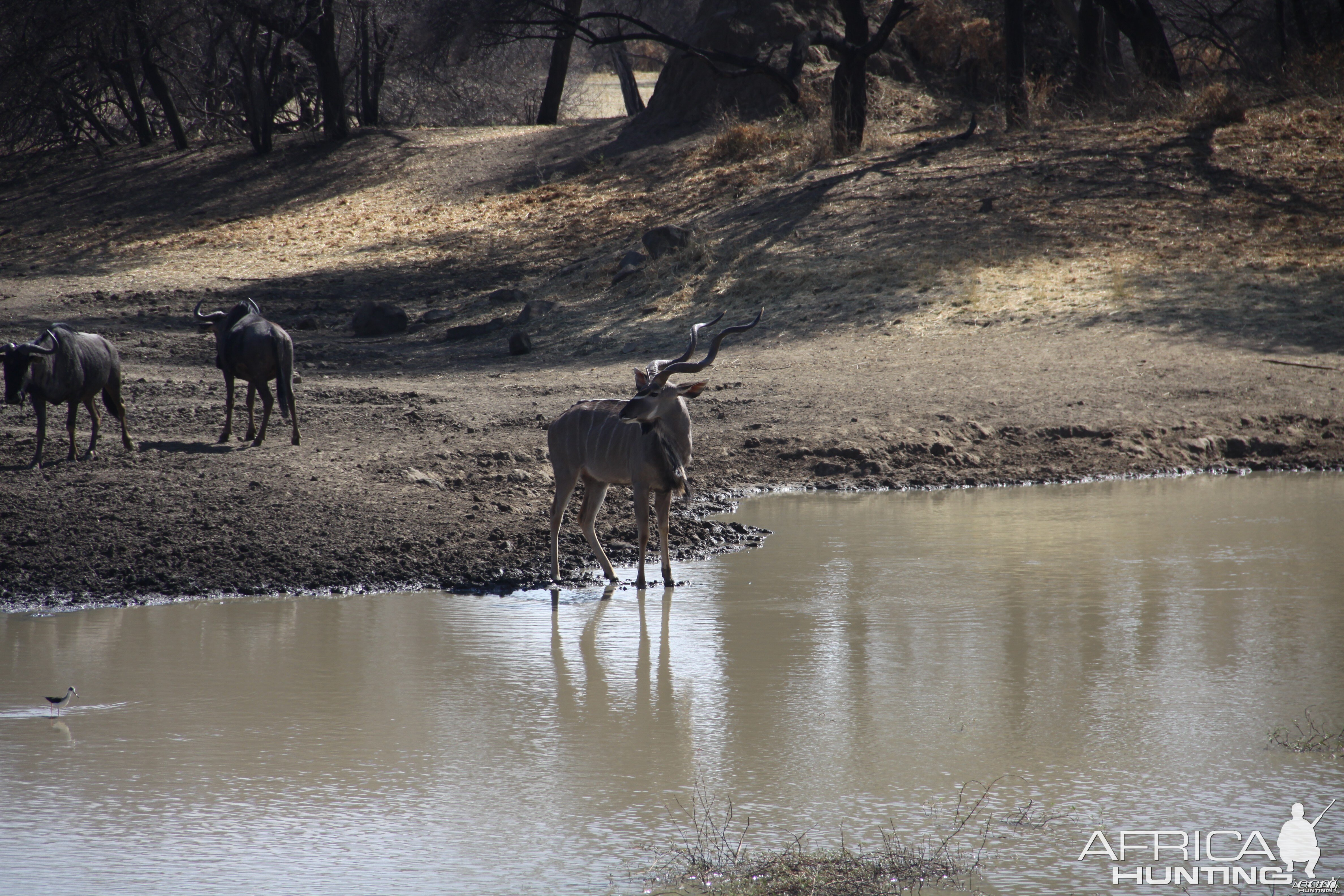 Greater Kudu Namibia