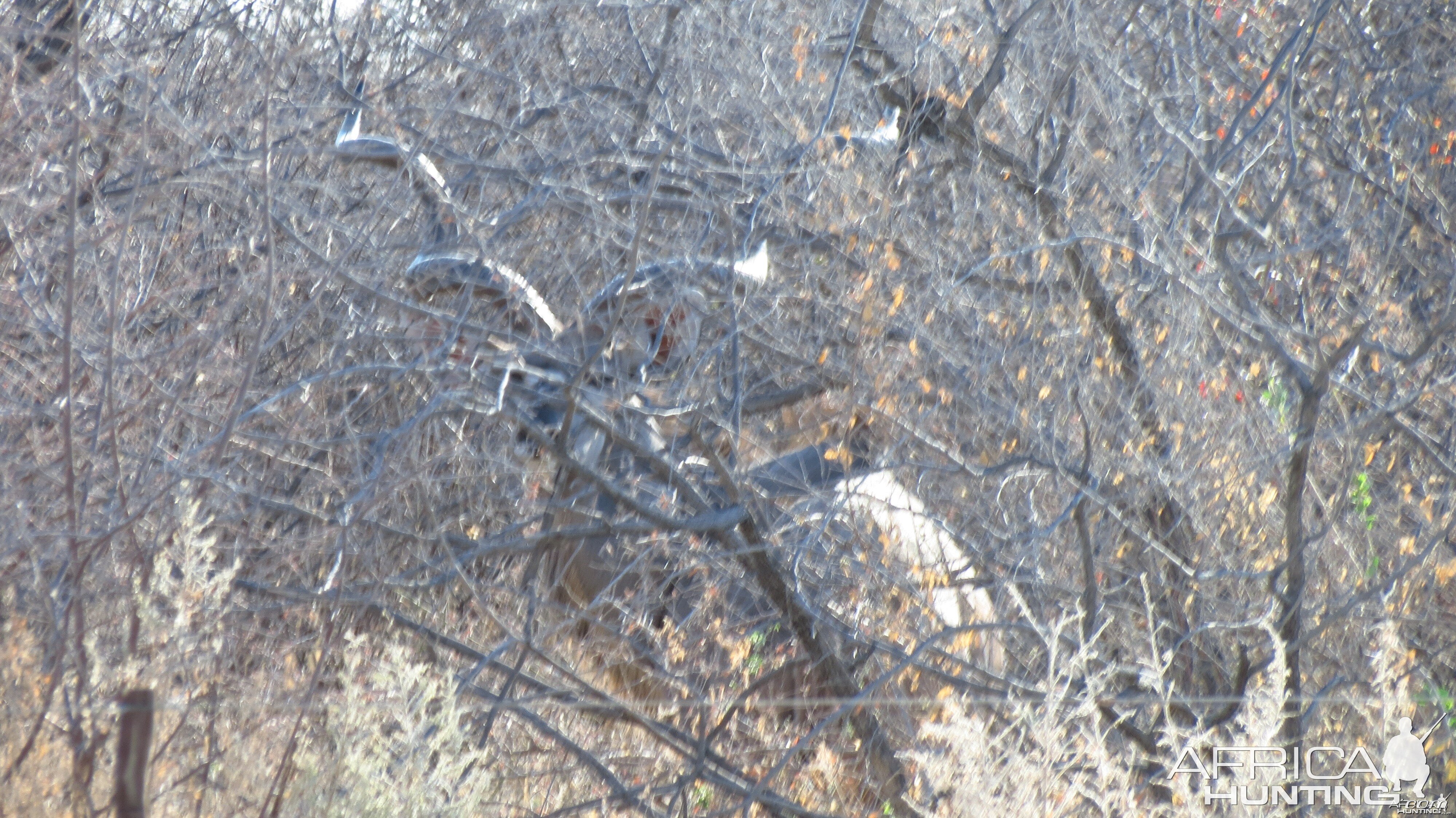 Greater Kudu Namibia