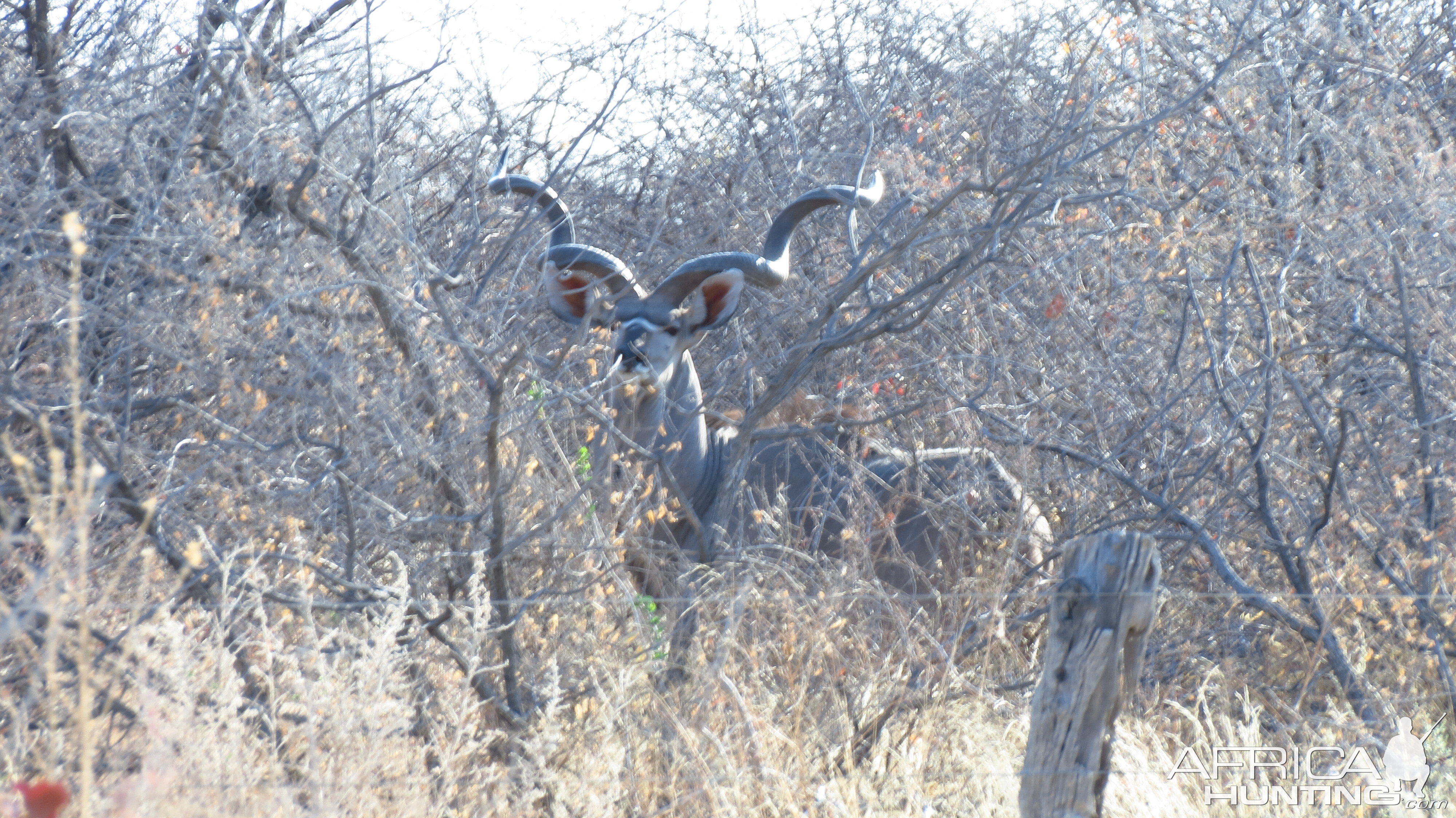 Greater Kudu Namibia