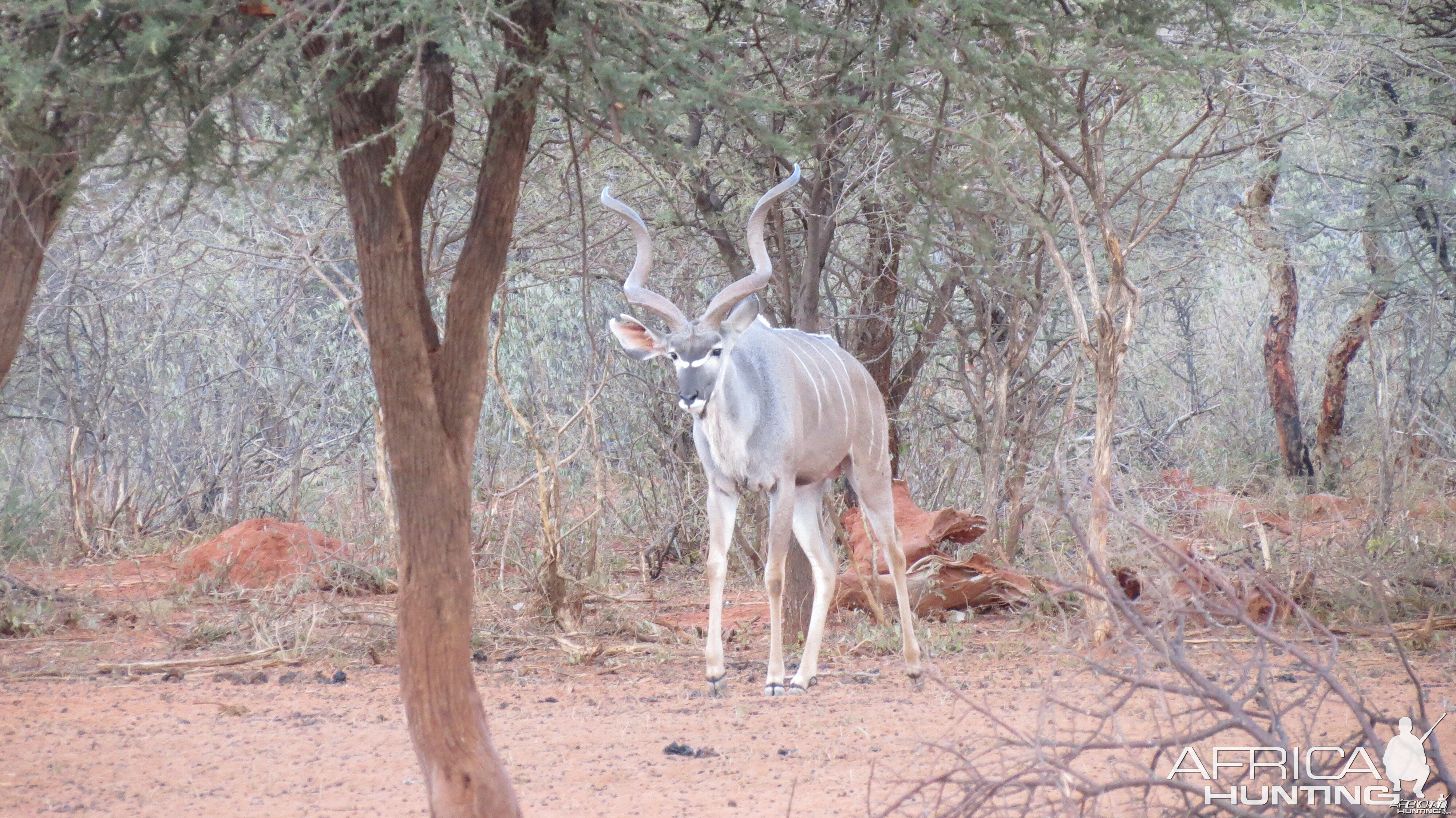 Greater Kudu Namibia