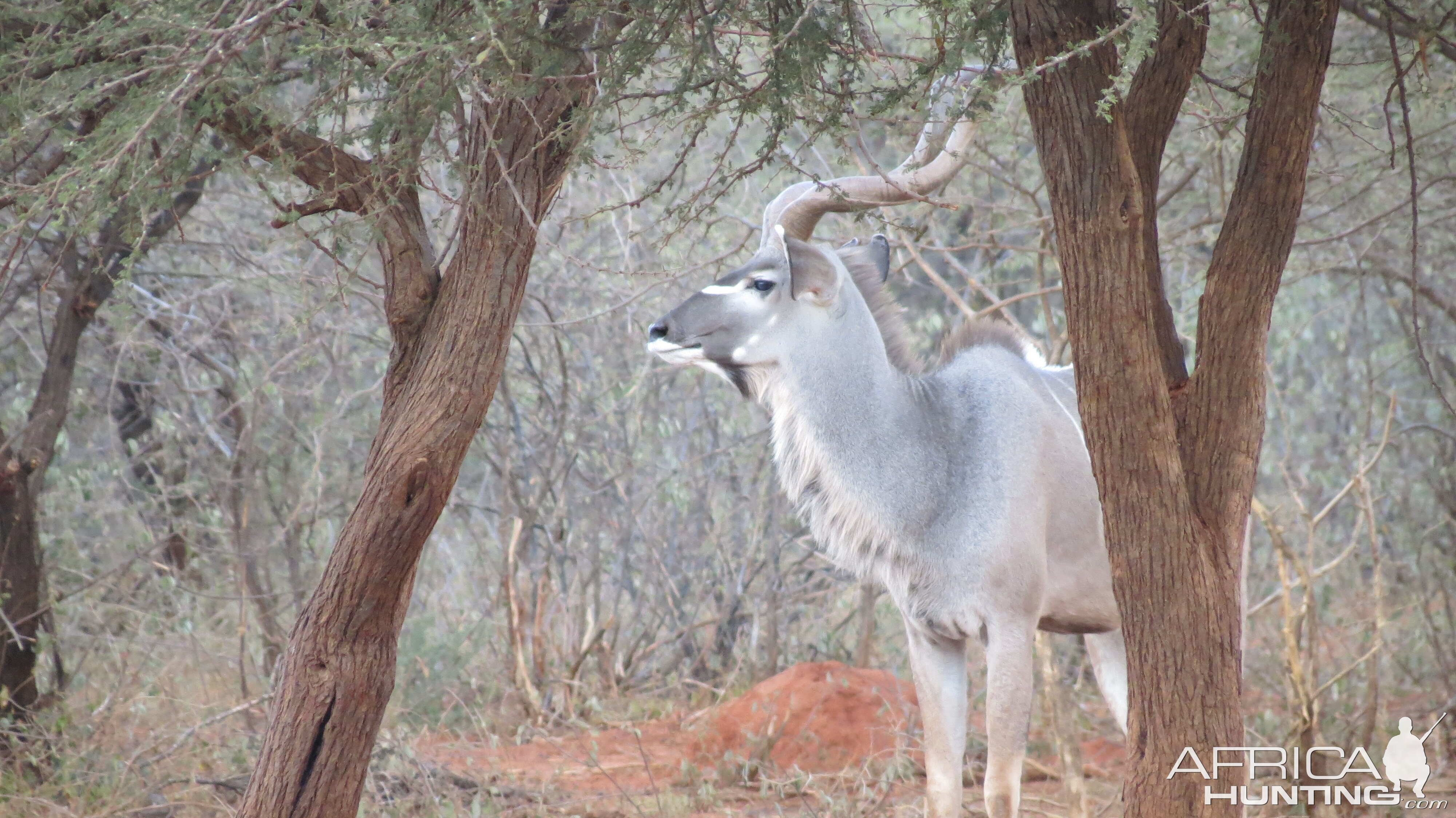 Greater Kudu Namibia