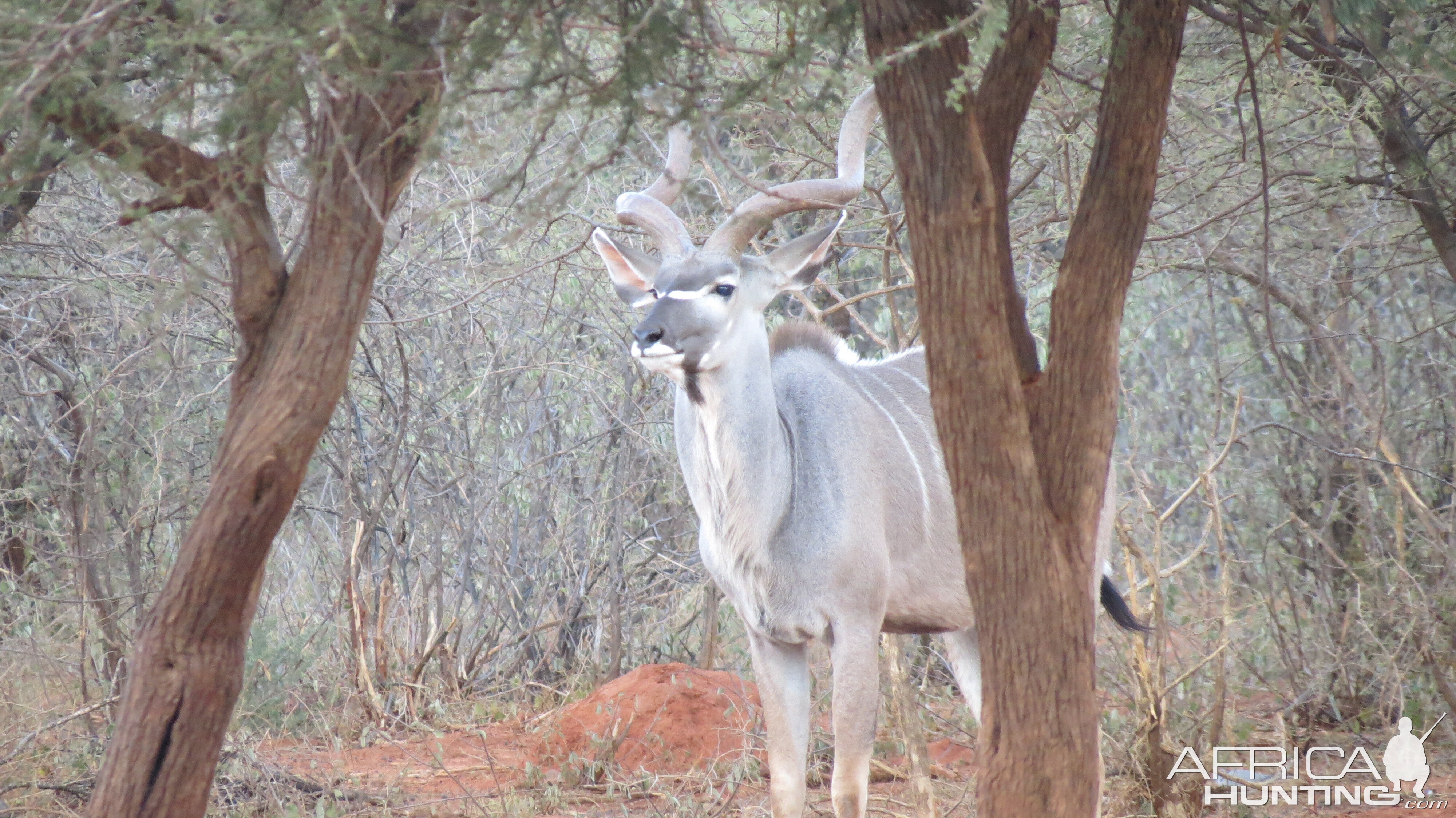 Greater Kudu Namibia