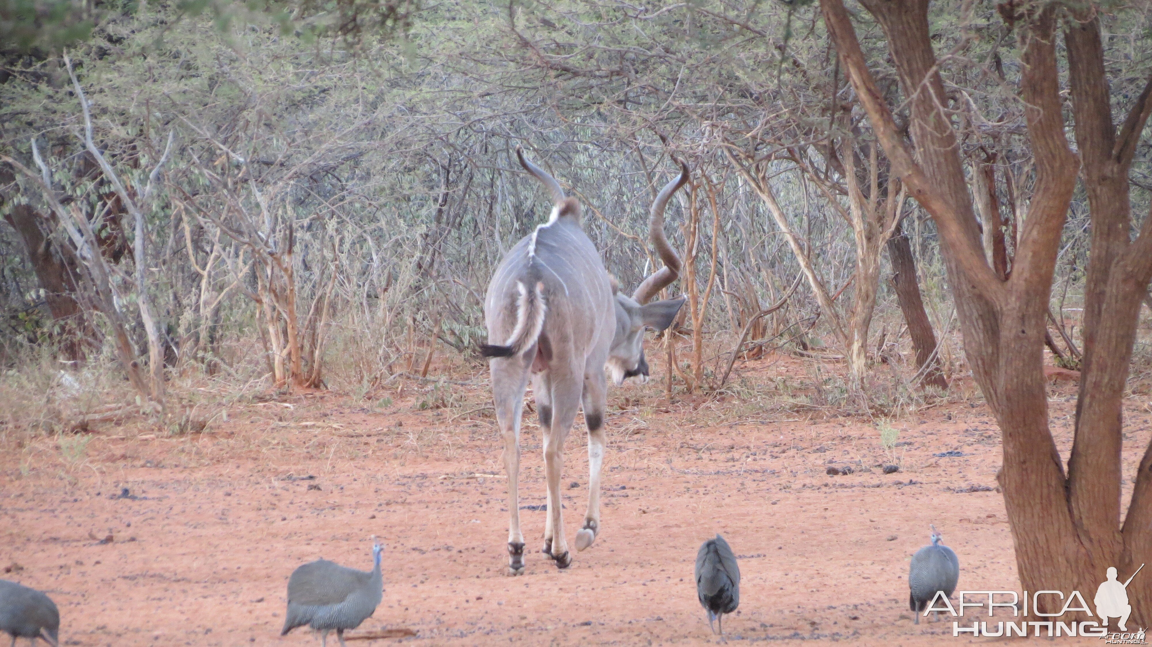 Greater Kudu Namibia