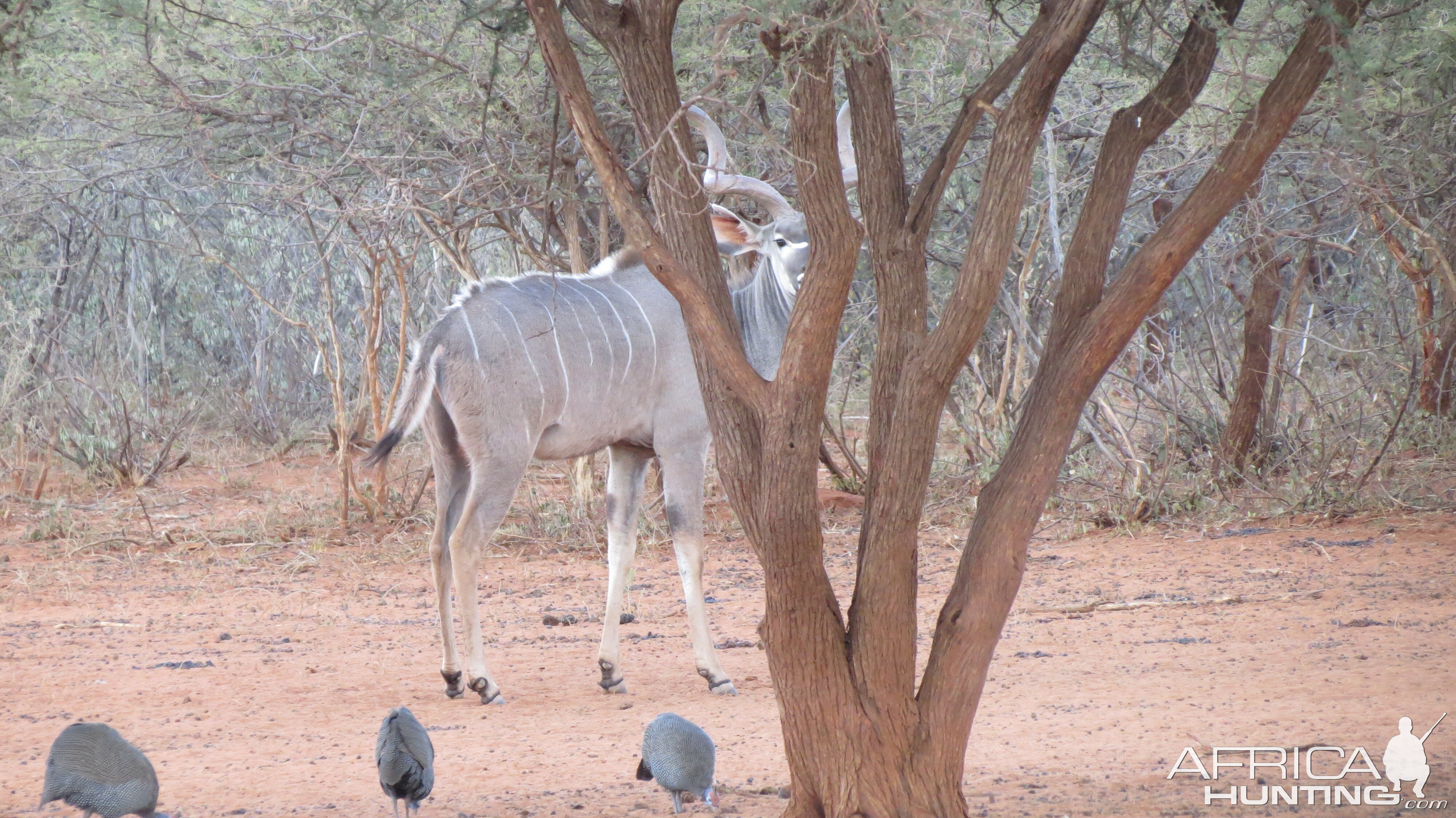 Greater Kudu Namibia