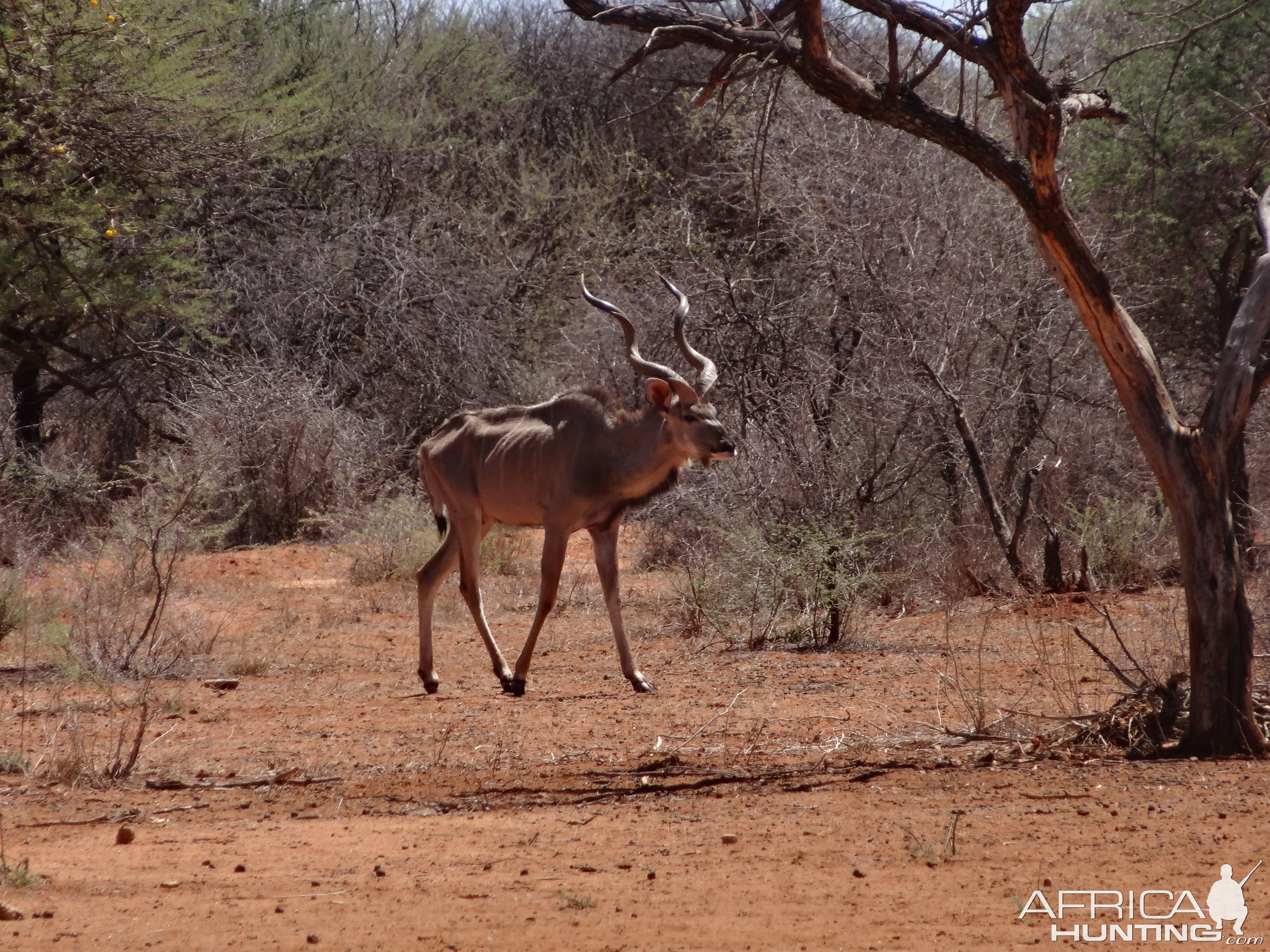 Greater Kudu Namibia