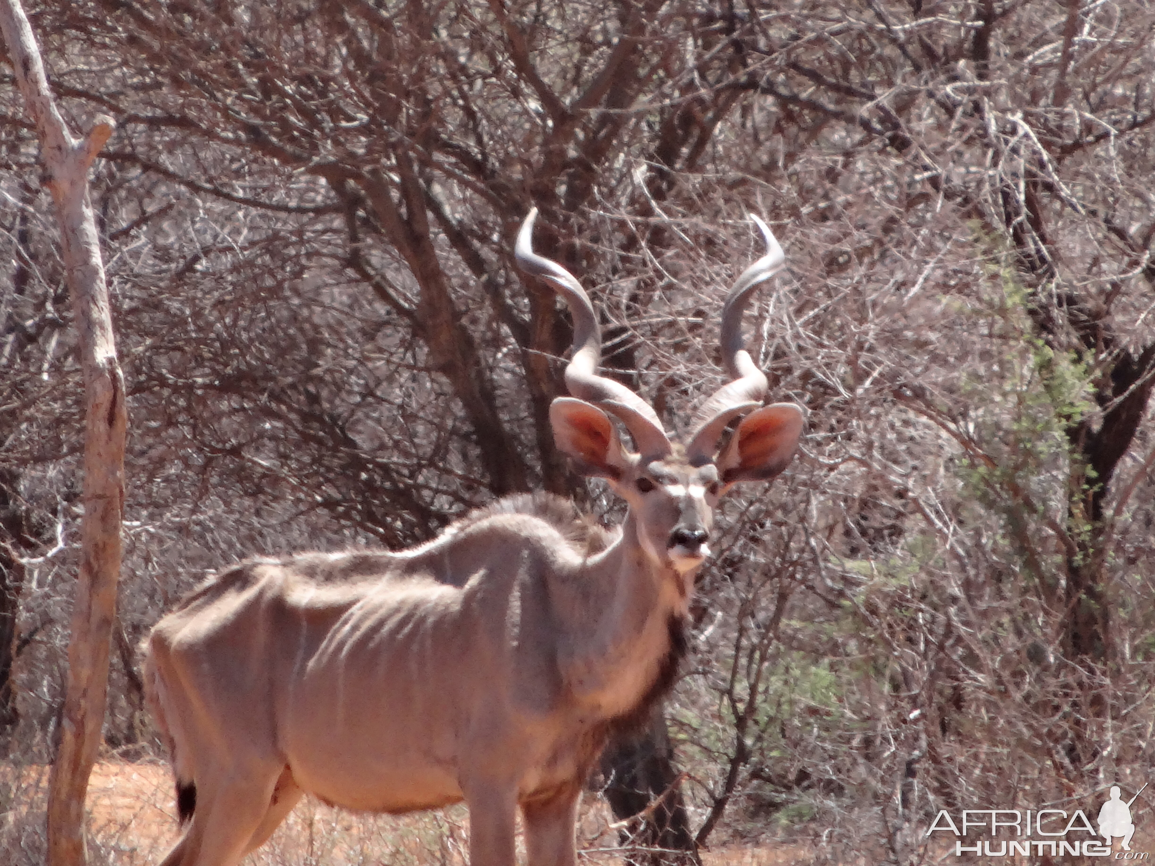 Greater Kudu Namibia