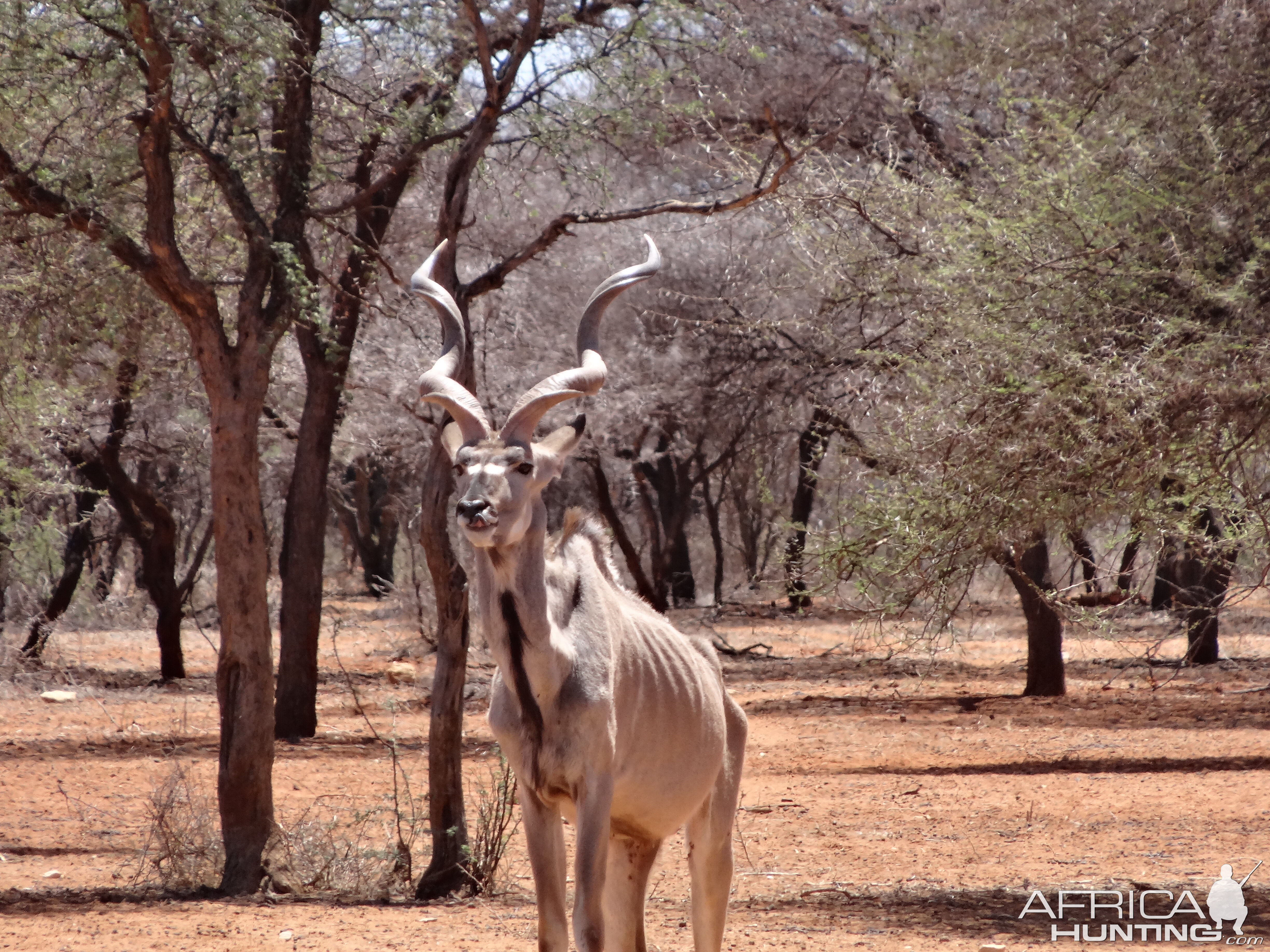 Greater Kudu Namibia