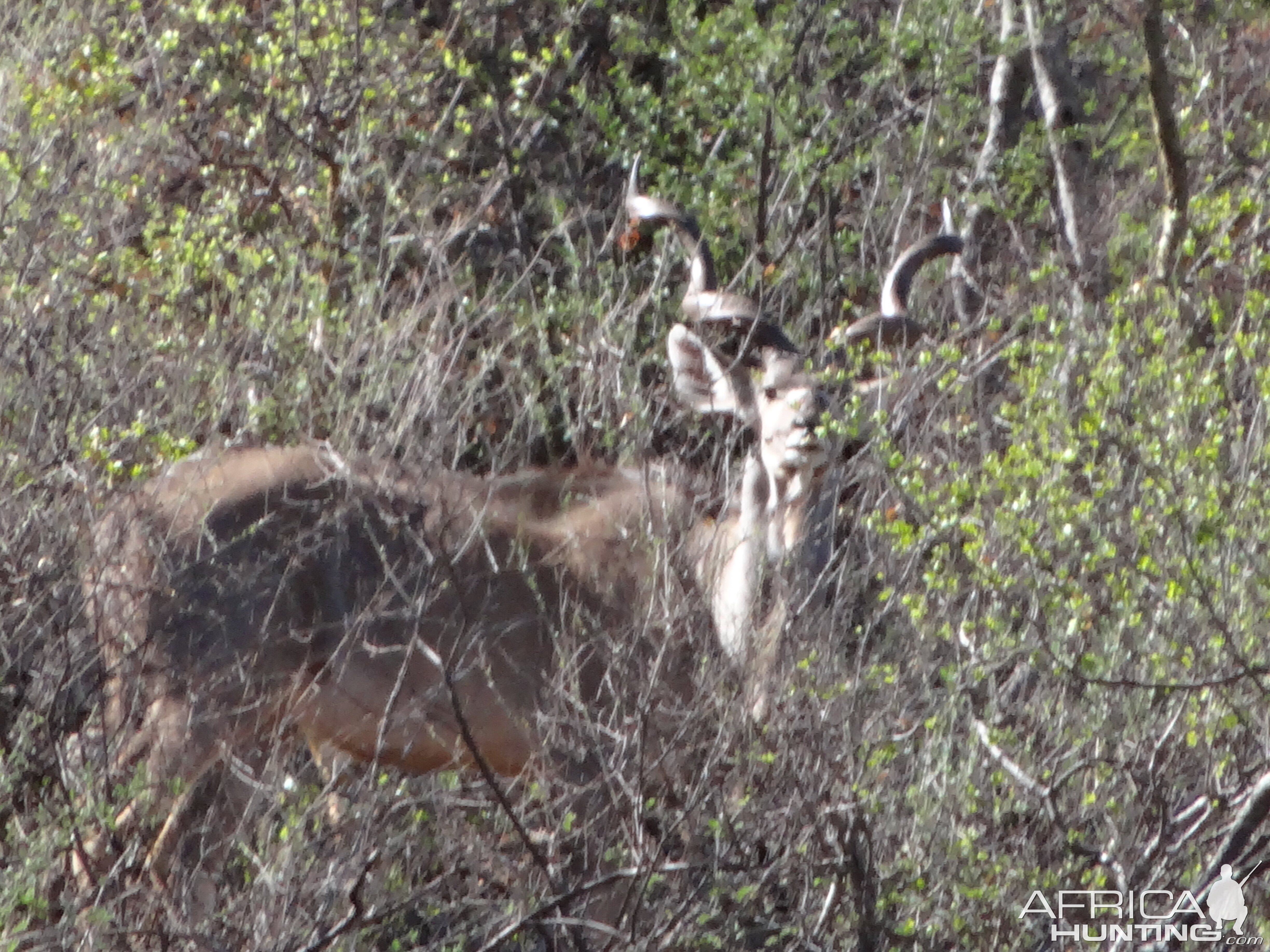 Greater Kudu Namibia