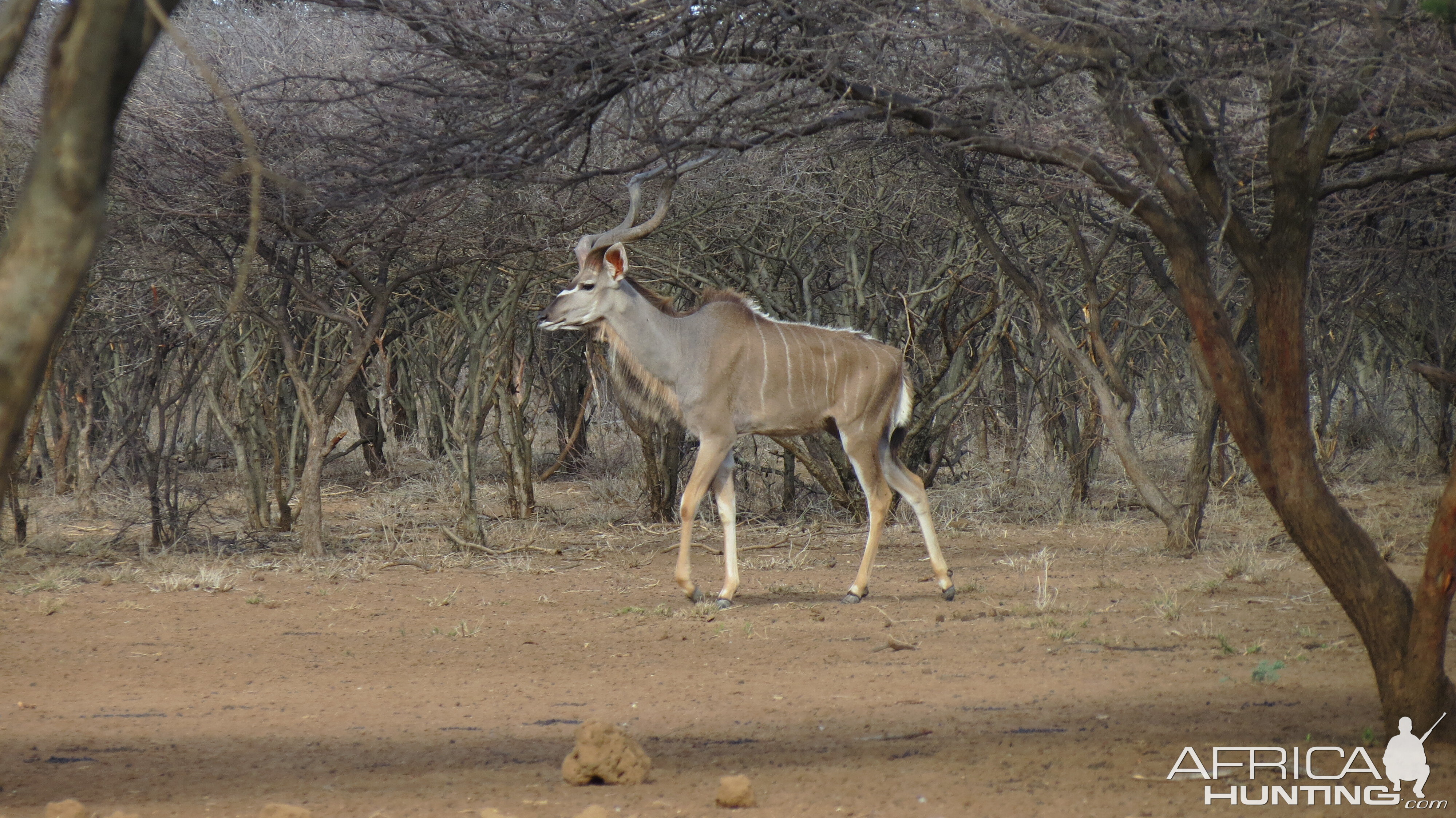 Greater Kudu Namibia