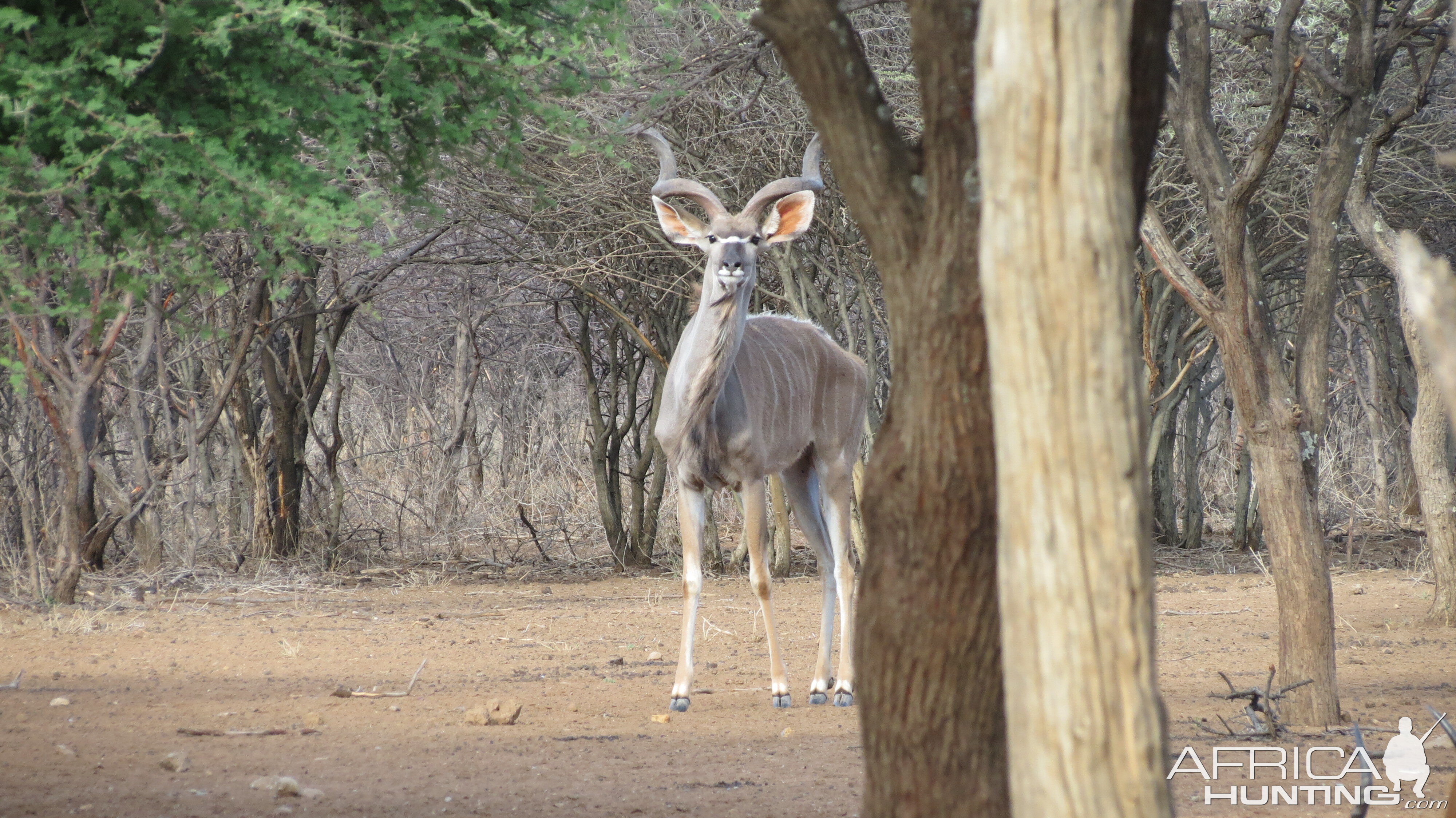 Greater Kudu Namibia