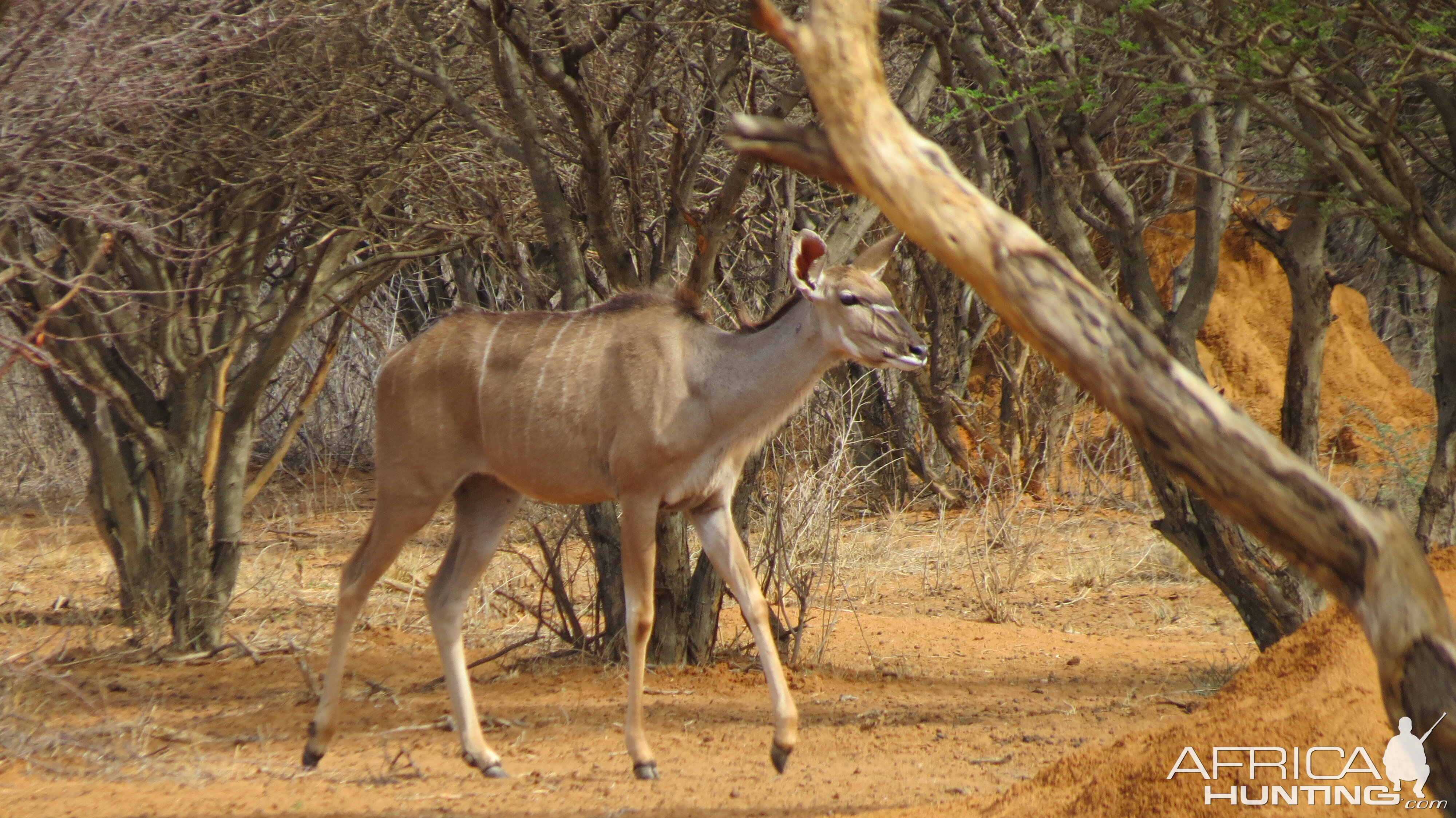 Greater Kudu Namibia