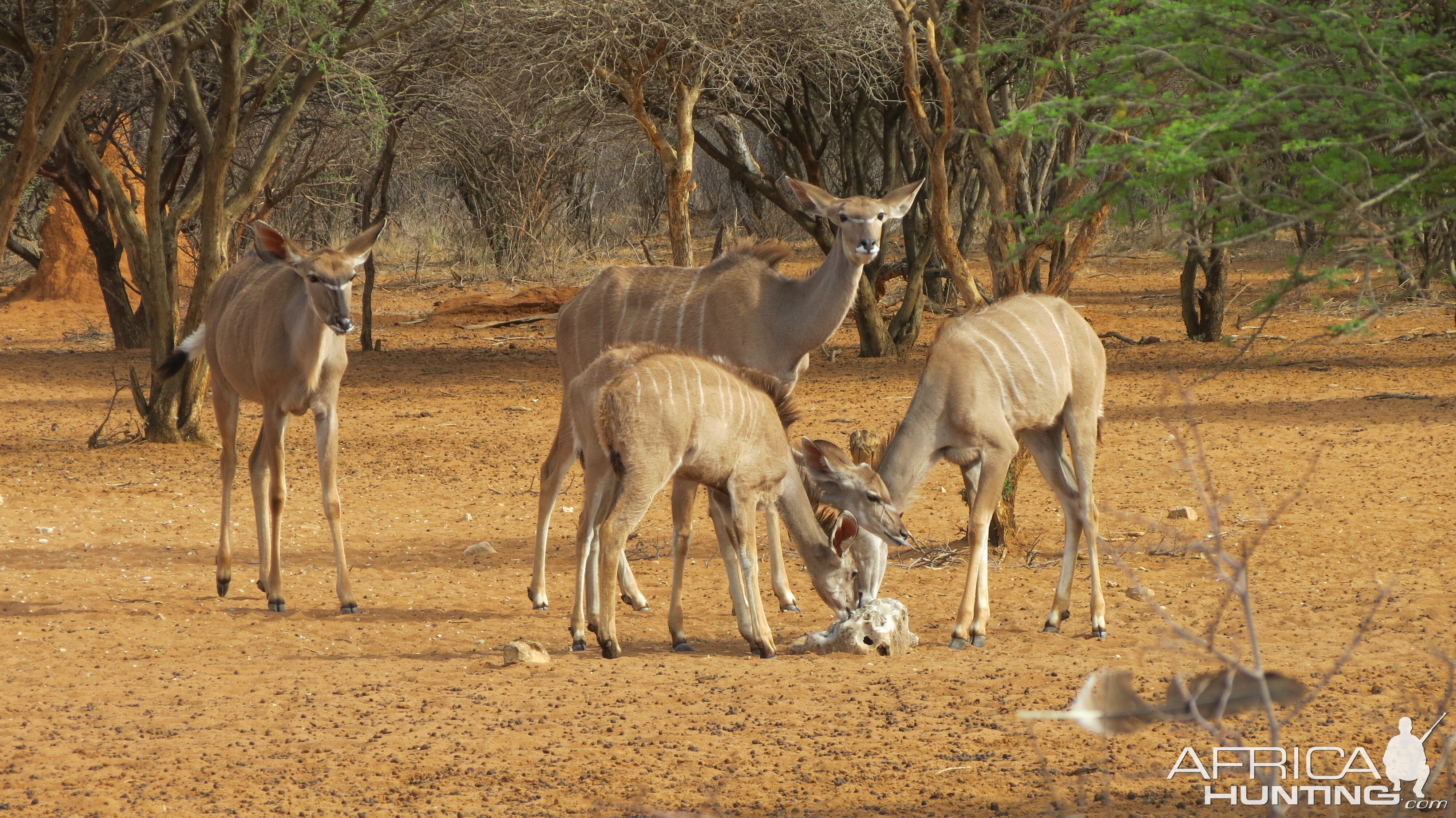 Greater Kudu Namibia