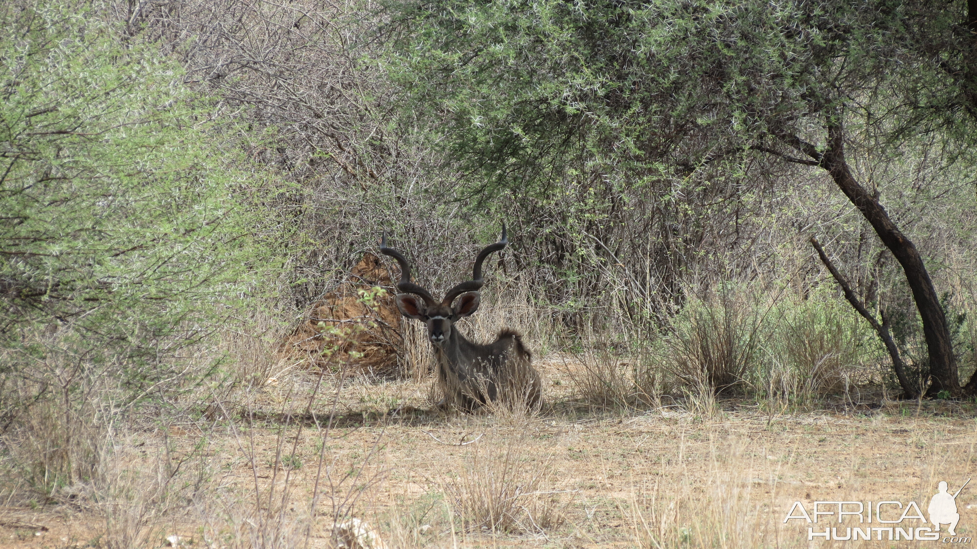 Greater Kudu Namibia