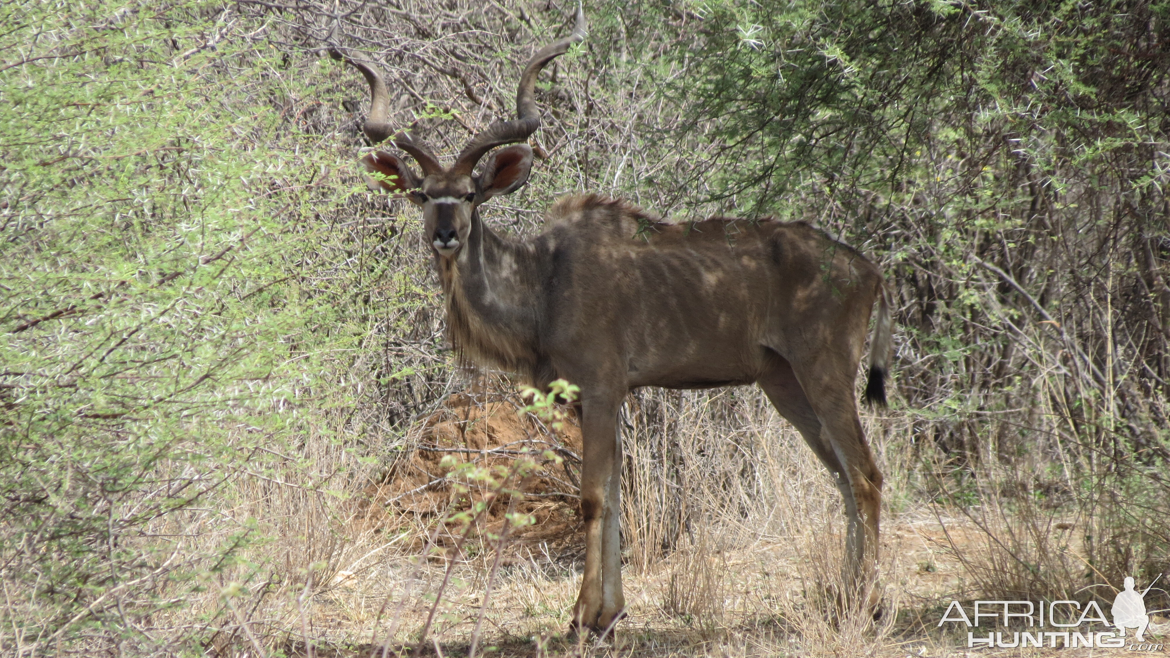 Greater Kudu Namibia