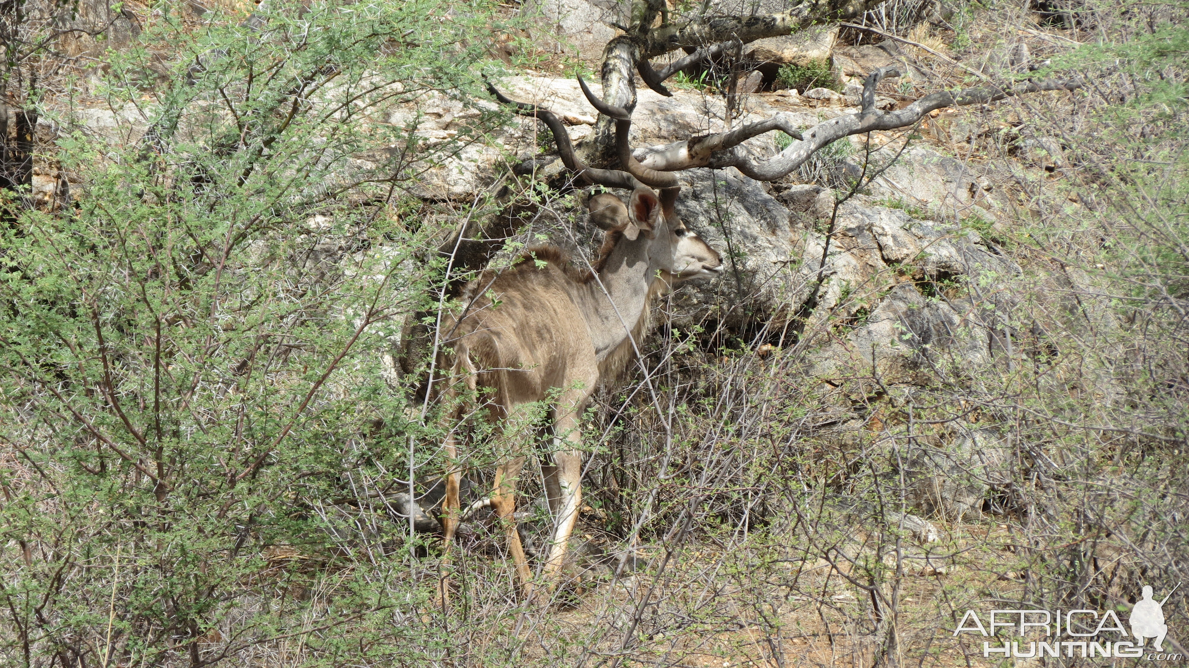 Greater Kudu Namibia