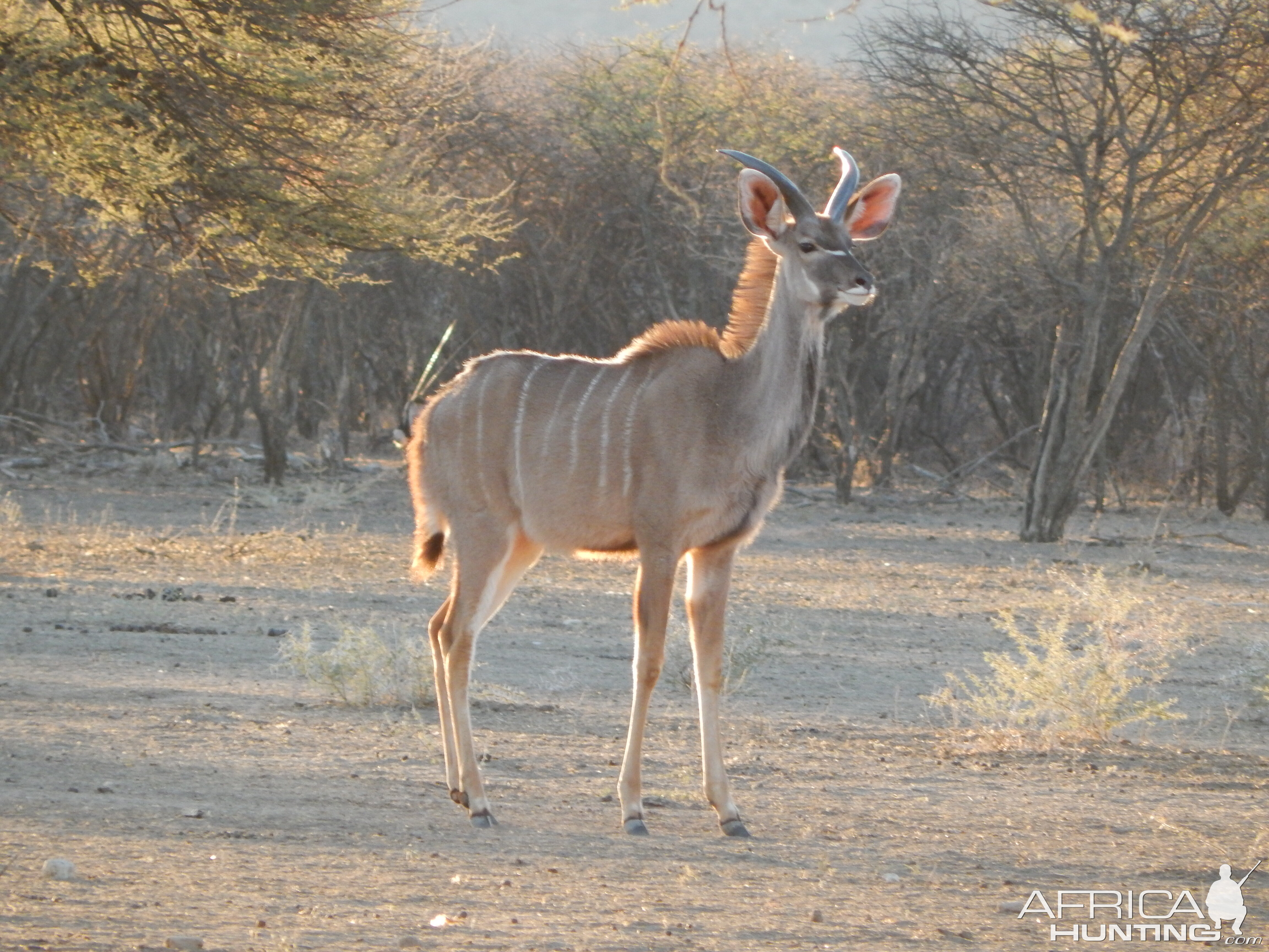 Greater Kudu Namibia