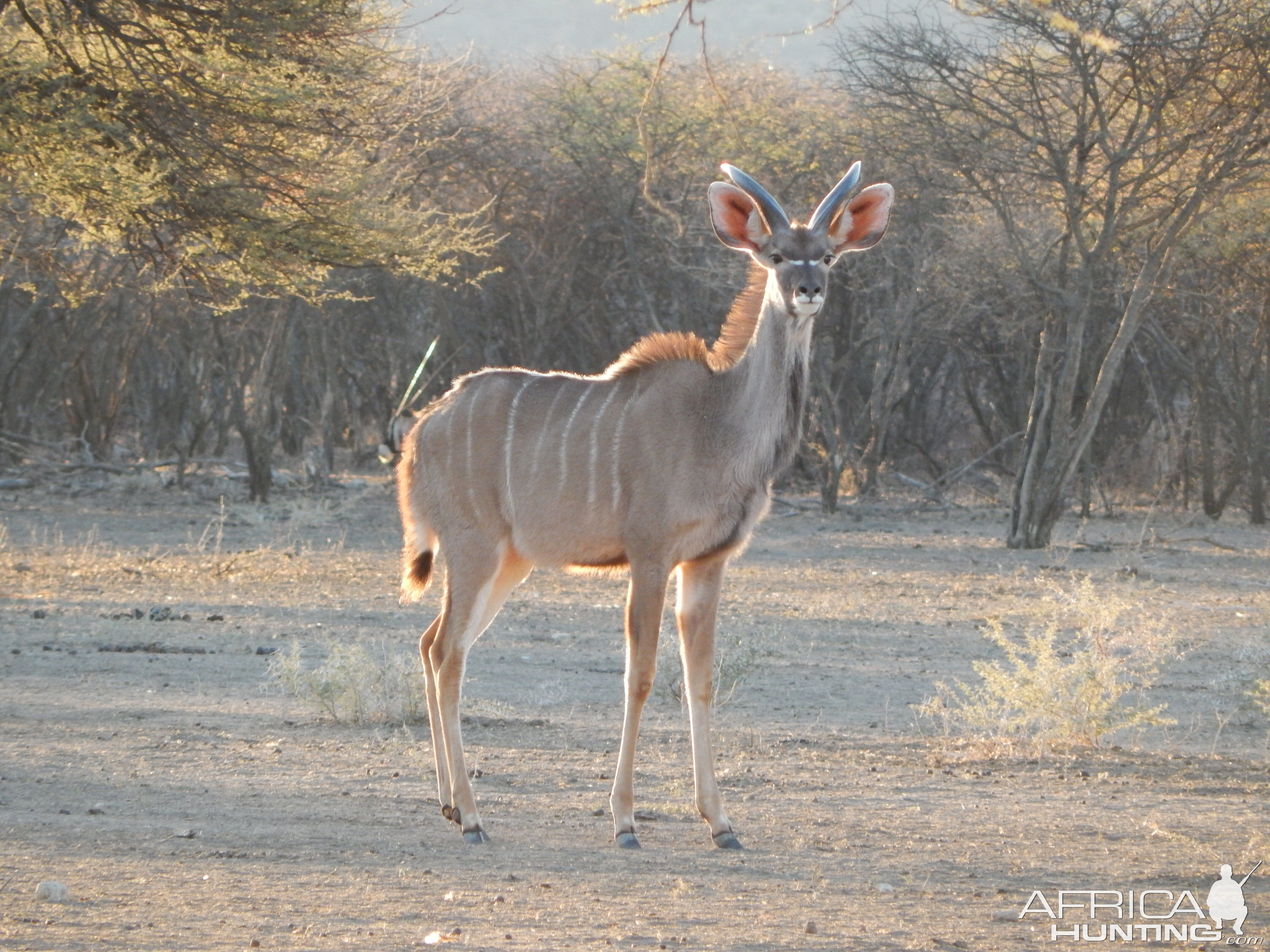 Greater Kudu Namibia