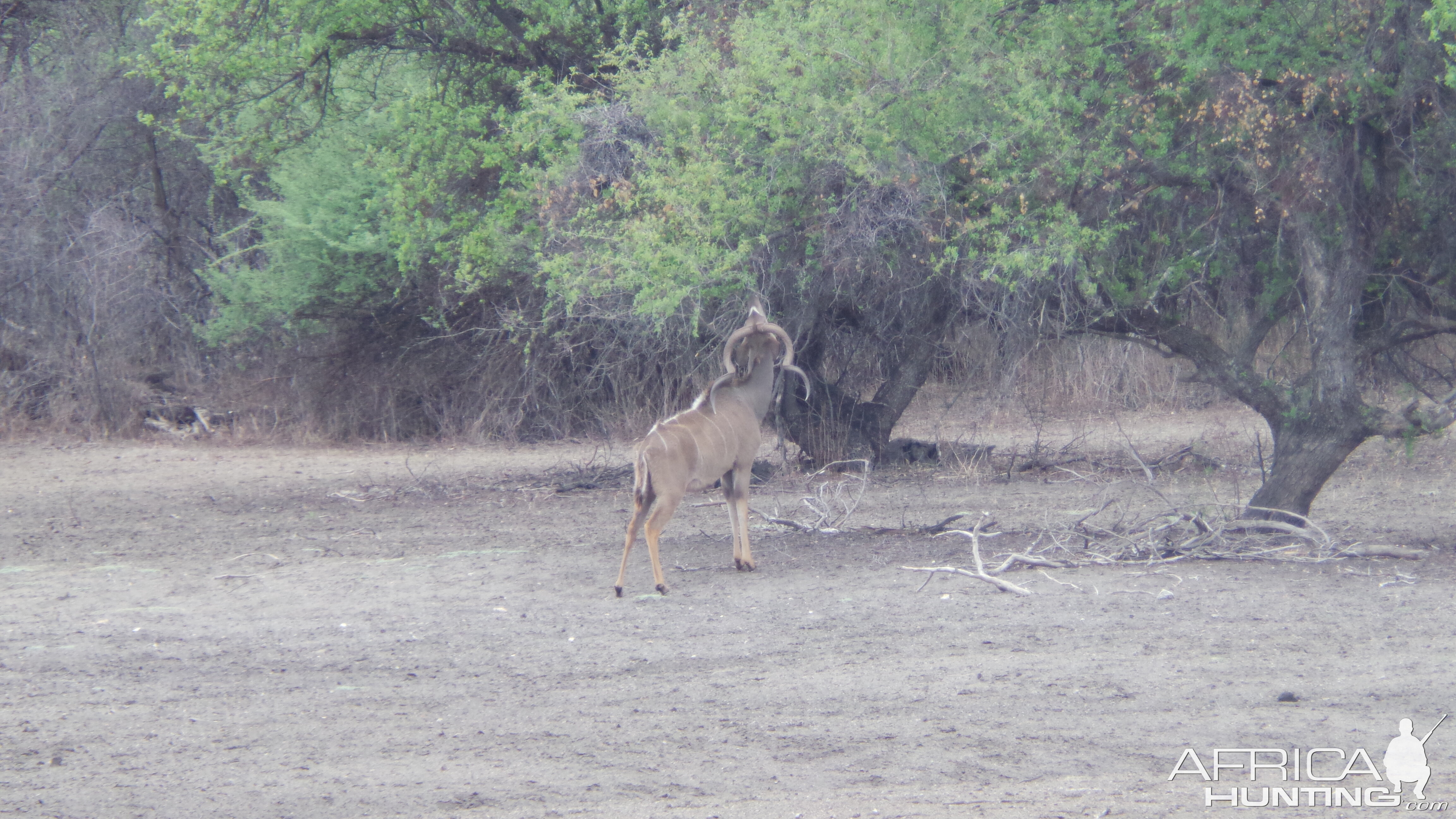 Greater Kudu Namibia