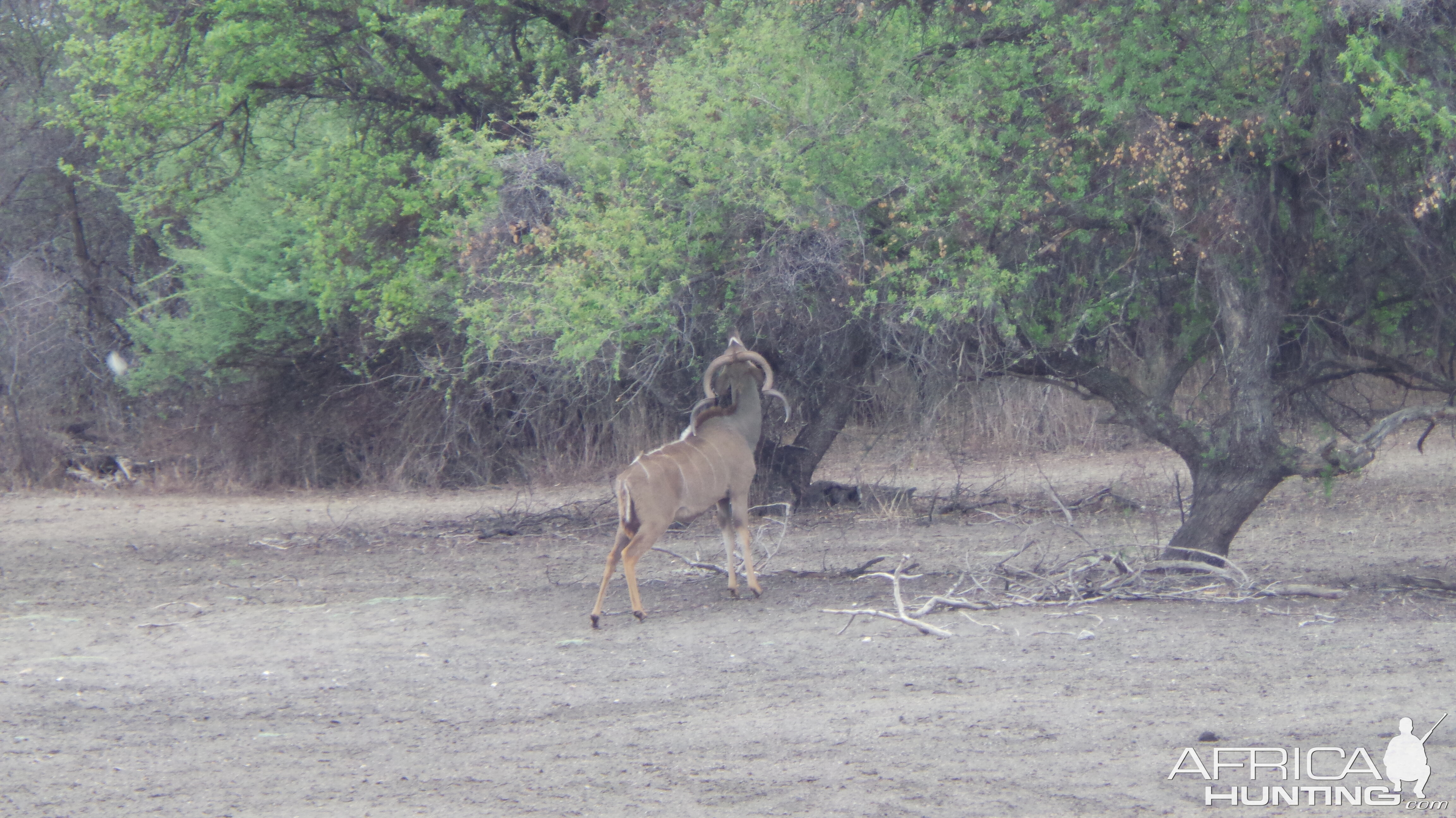 Greater Kudu Namibia