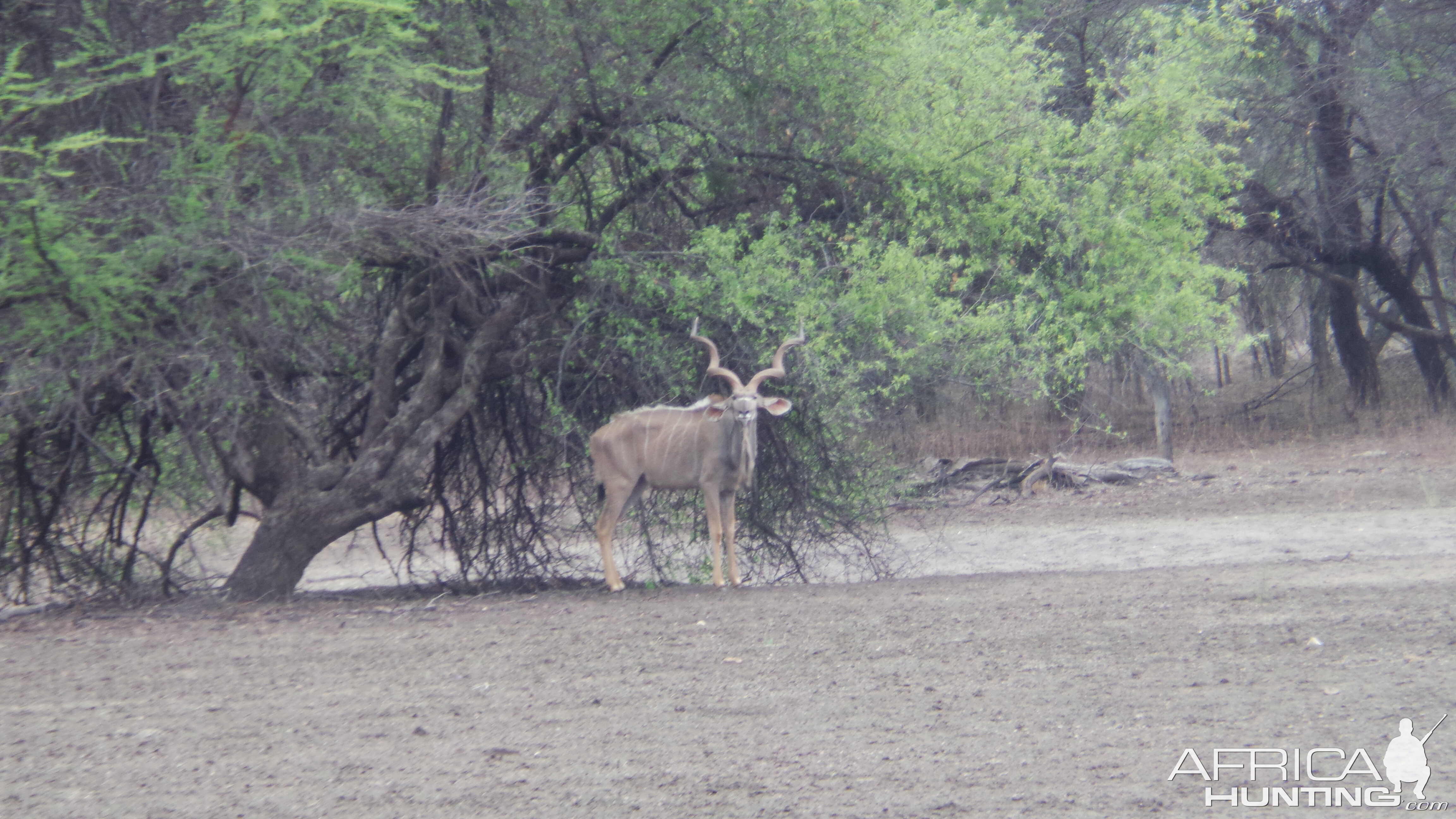 Greater Kudu Namibia