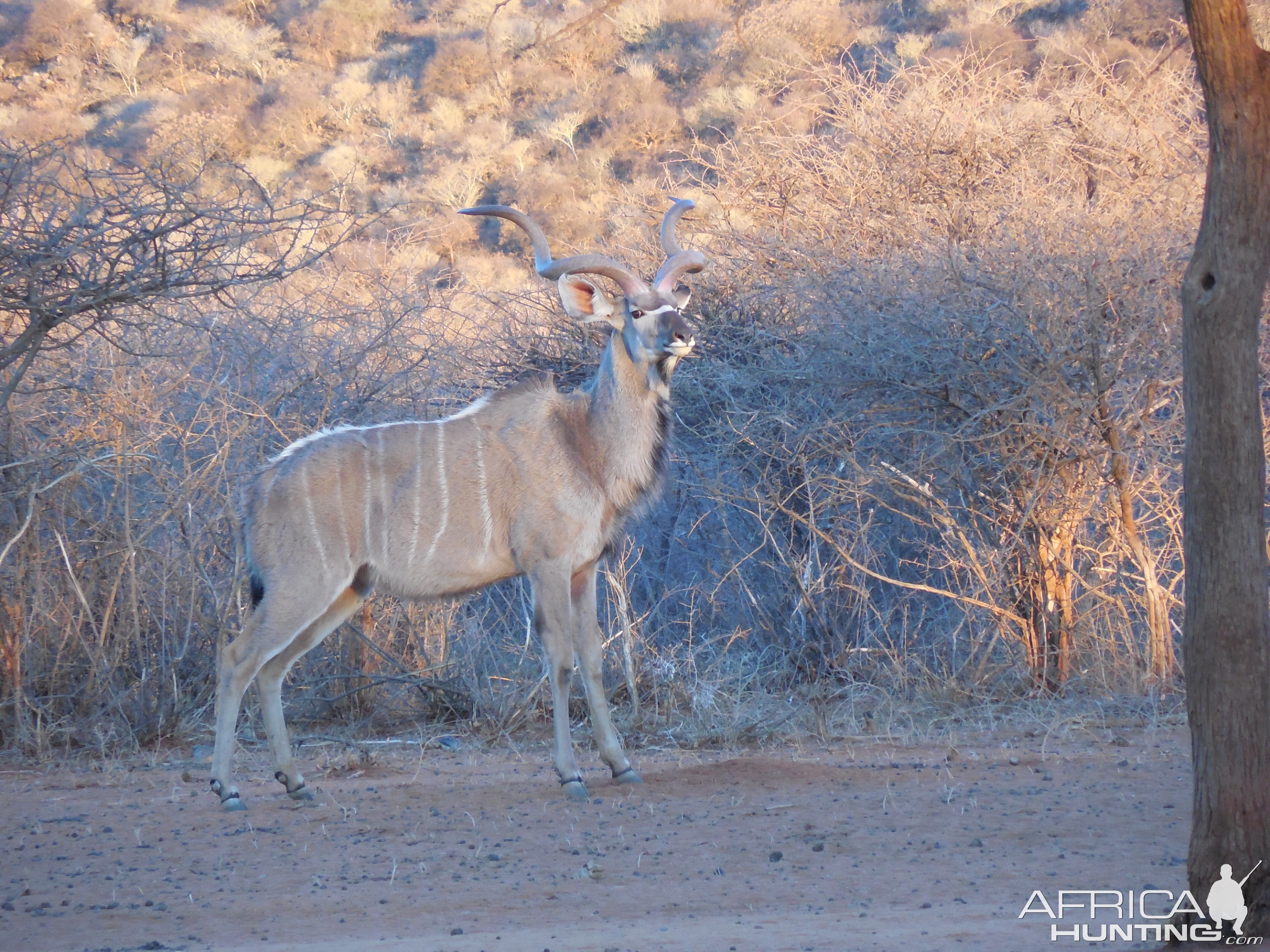 Greater Kudu Namibia