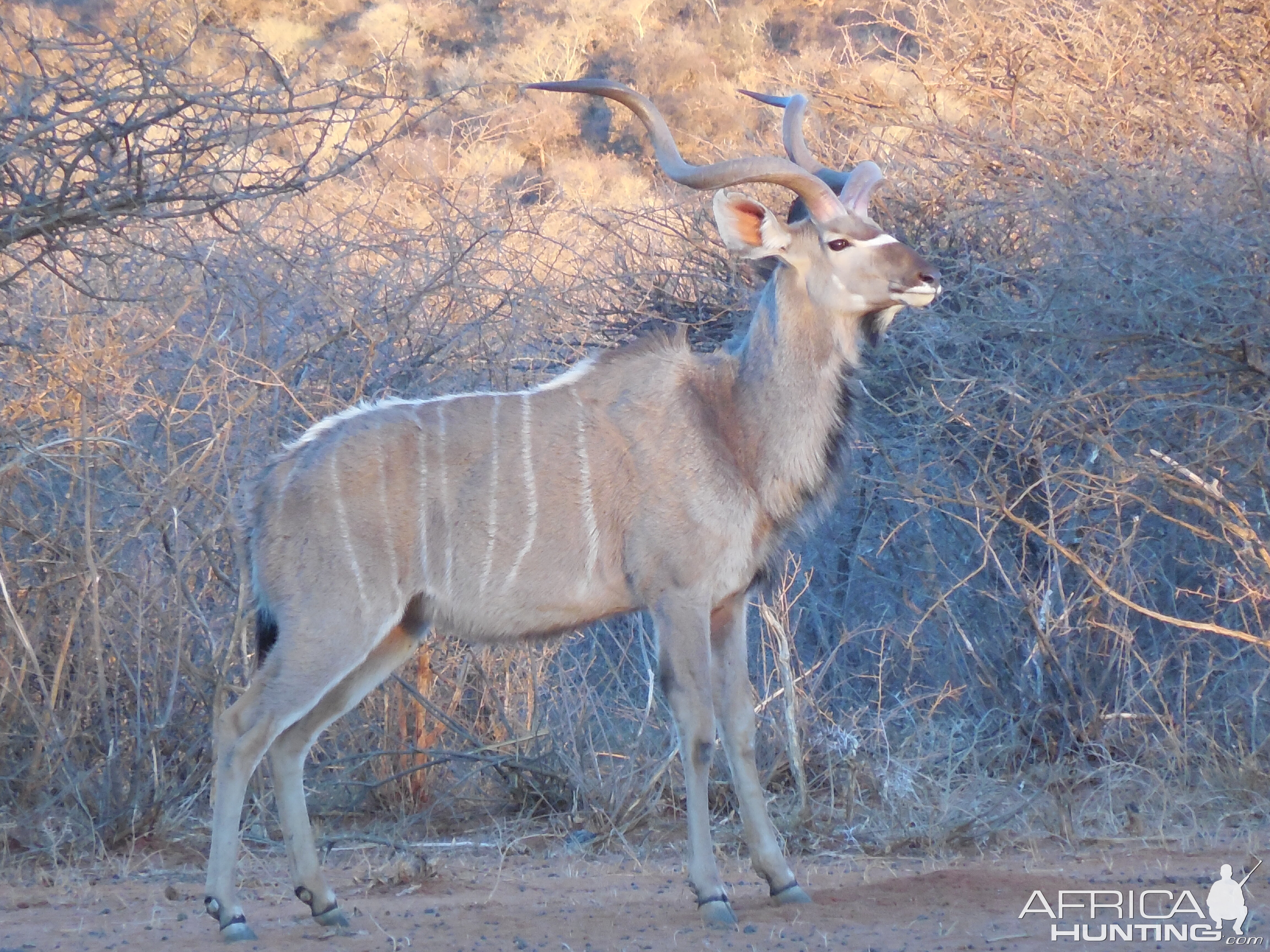 Greater Kudu Namibia