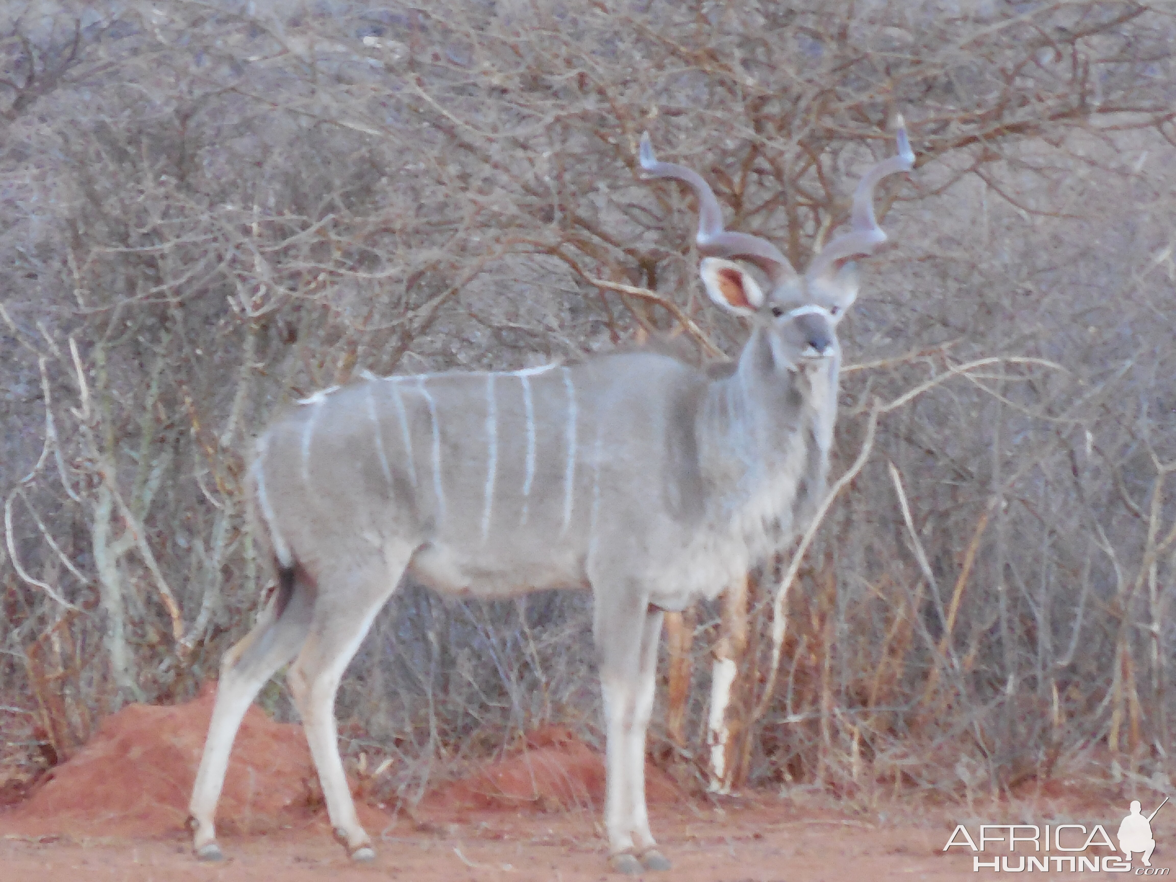 Greater Kudu Namibia