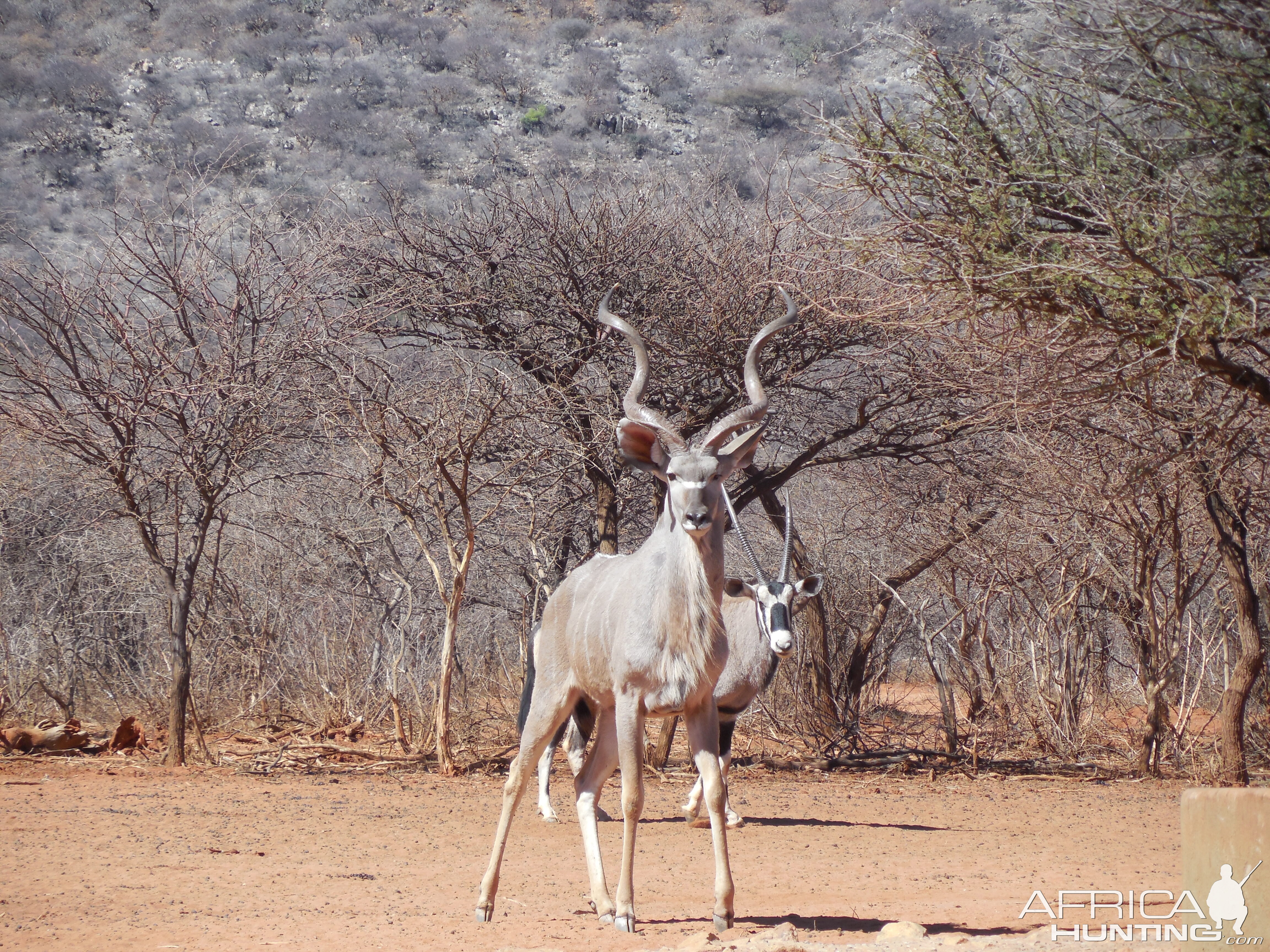 Greater Kudu Namibia