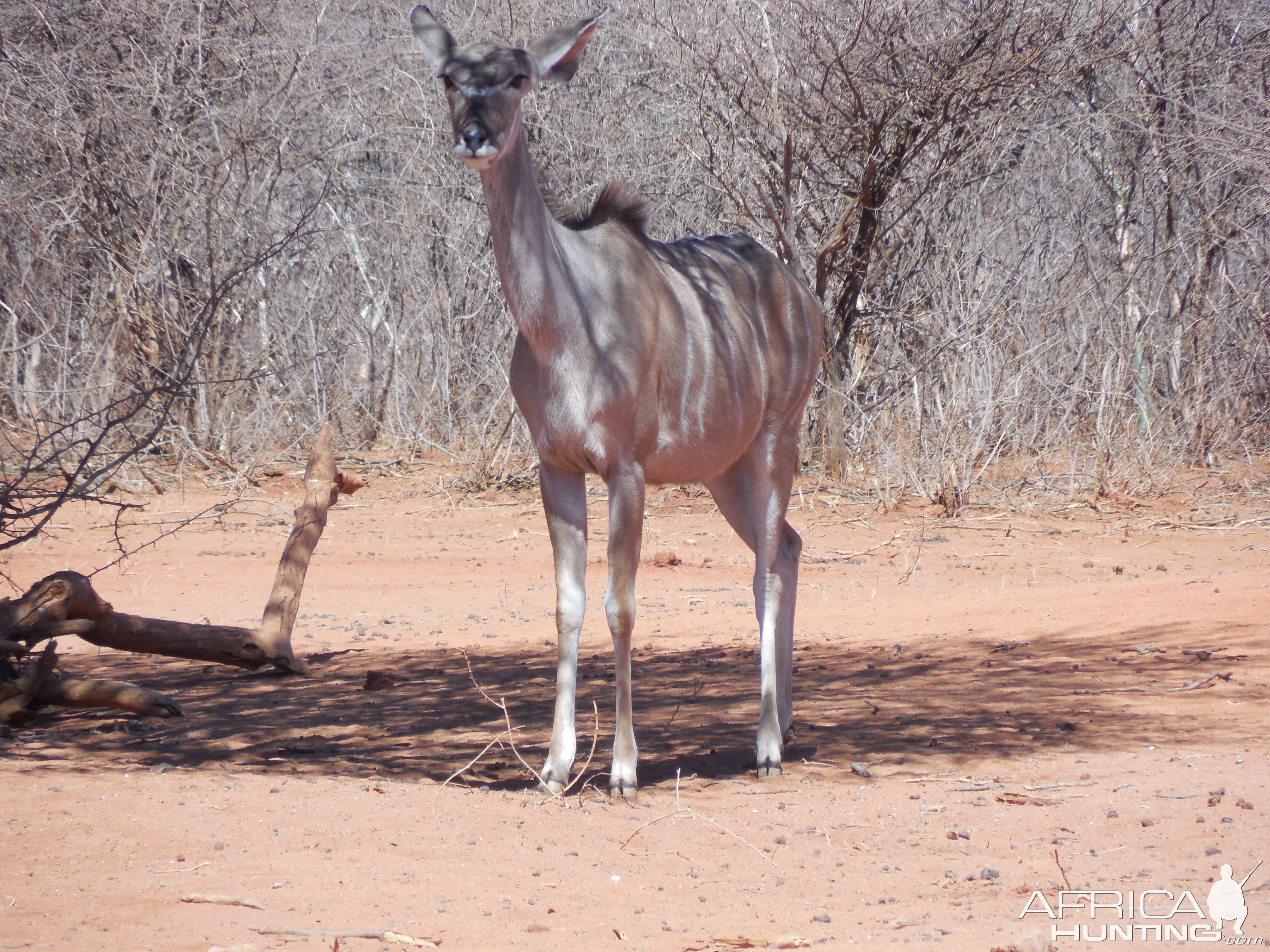 Greater Kudu Namibia