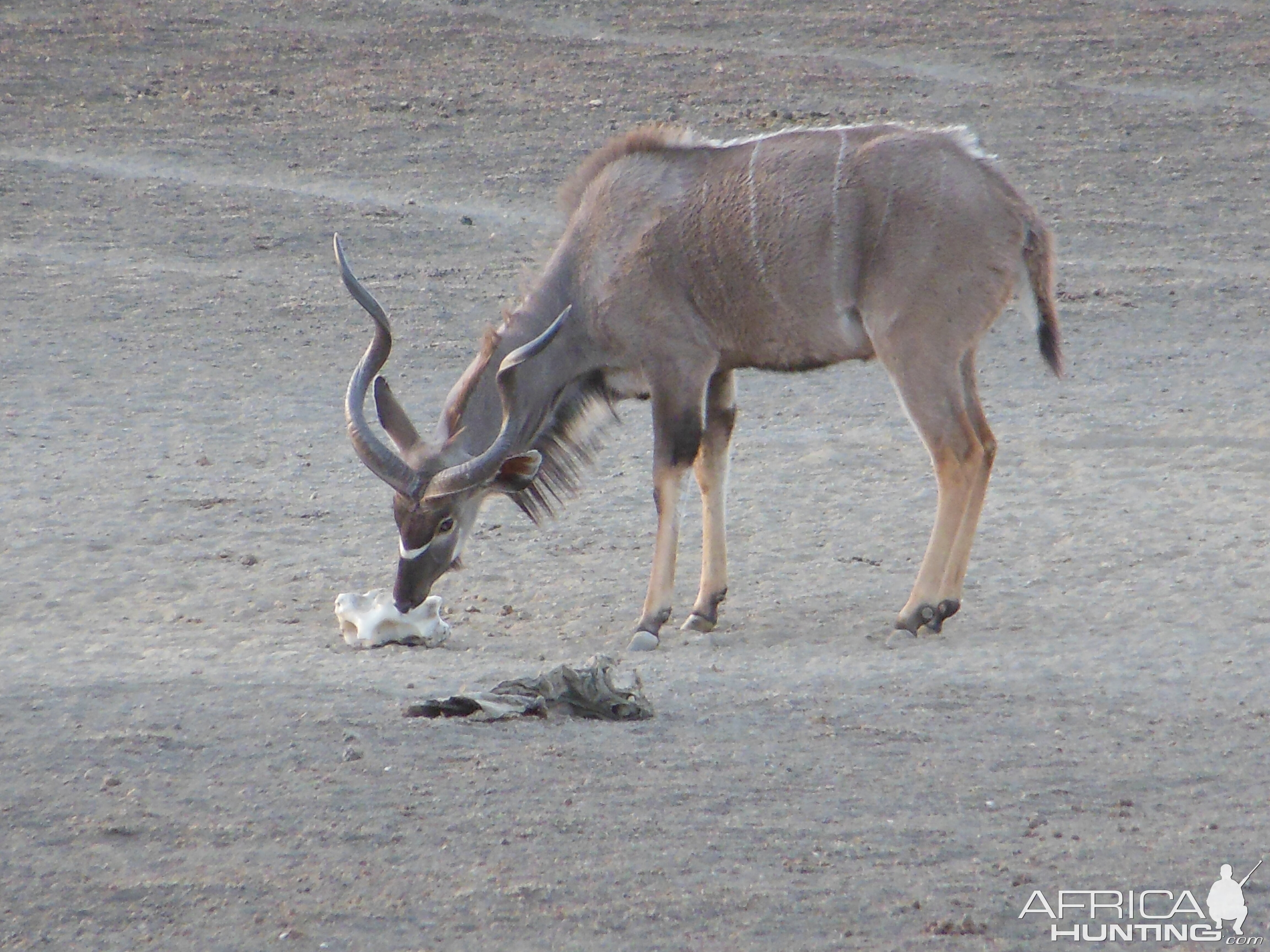 Greater Kudu Namibia