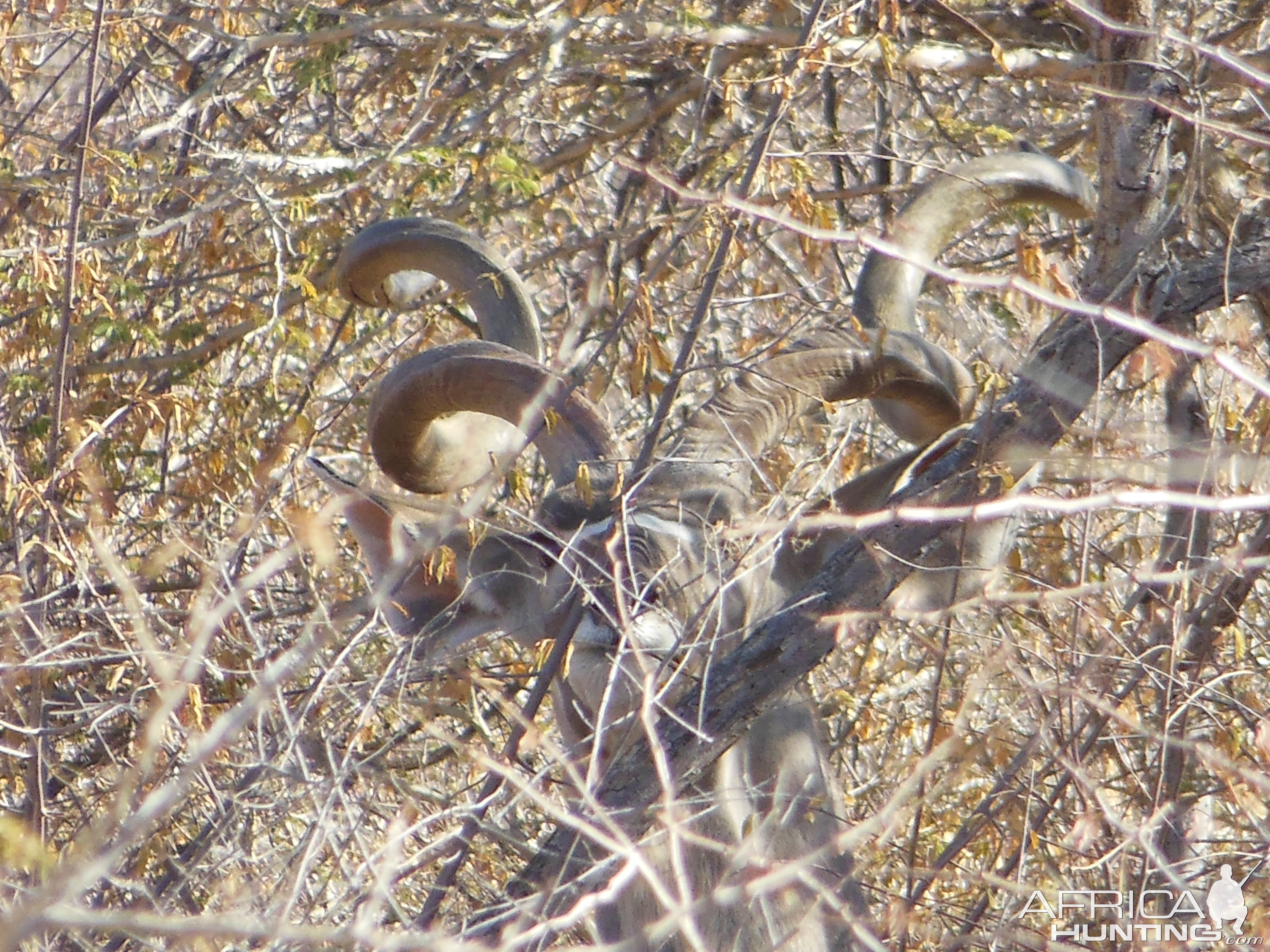 Greater Kudu Namibia