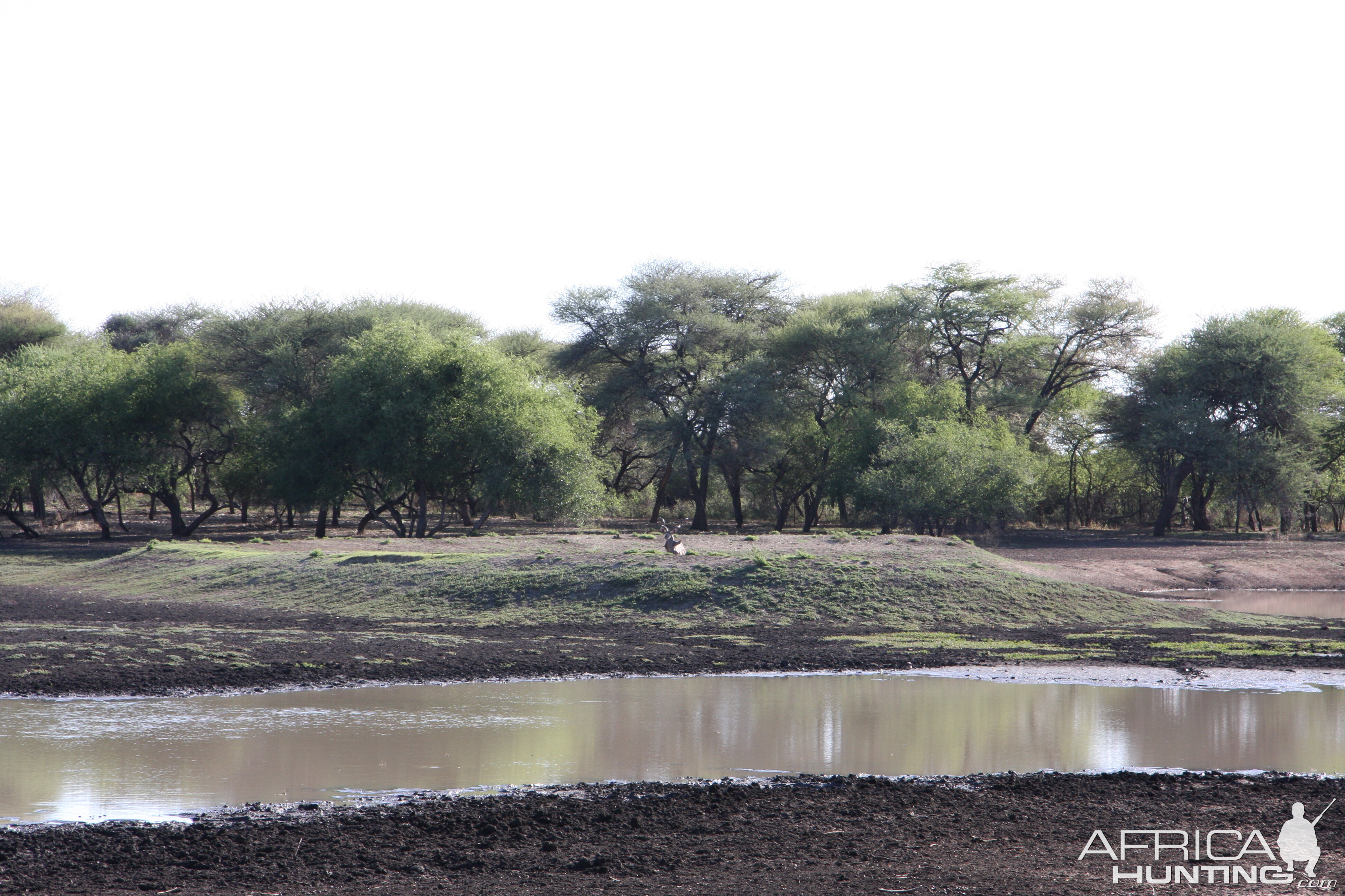 Greater Kudu Namibia