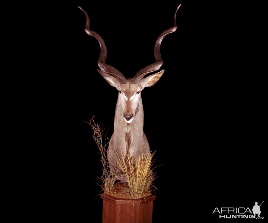 Greater Kudu Pedestal Mount Taxidermy