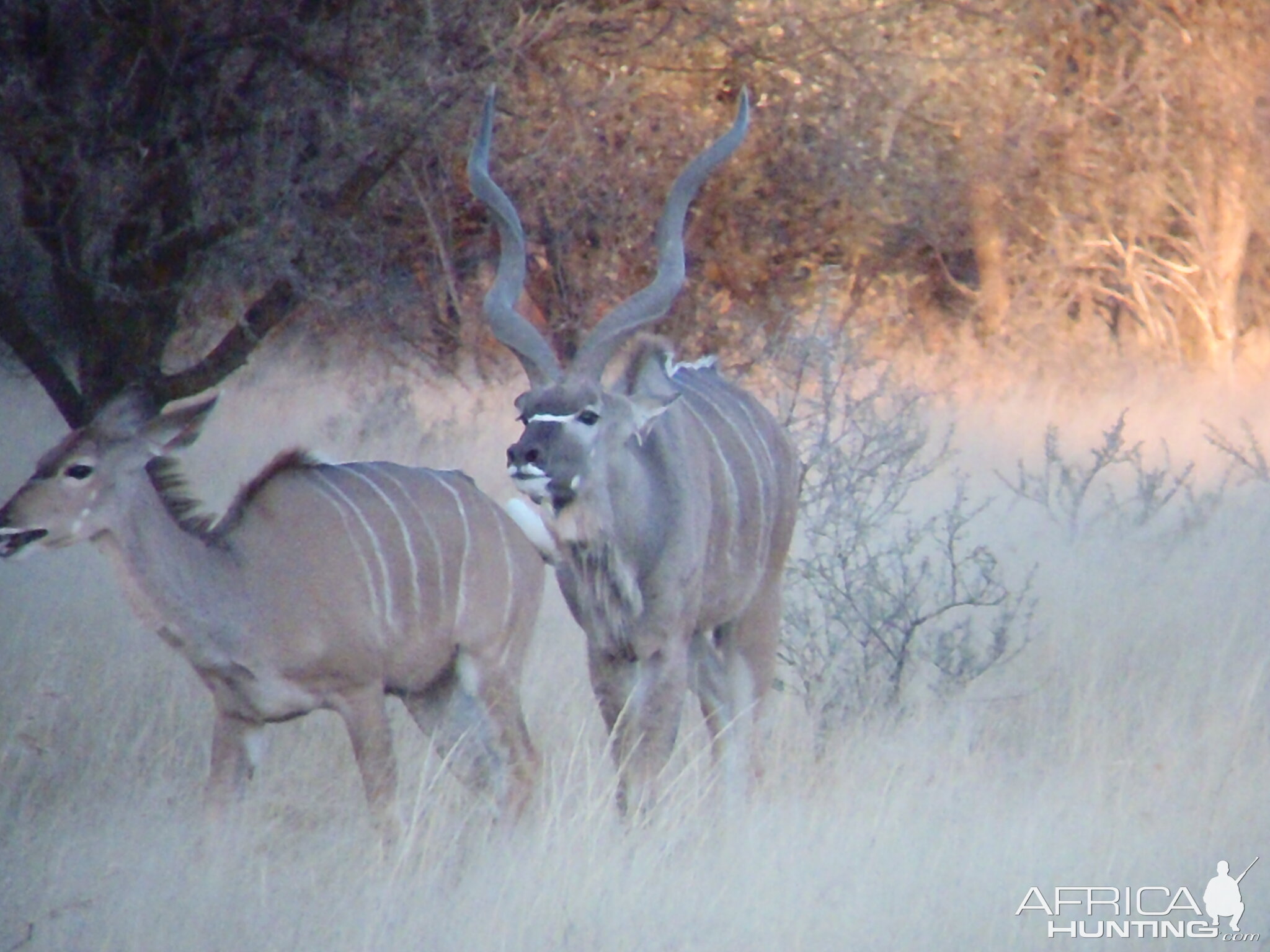 Greater Kudu Rut in Namibia