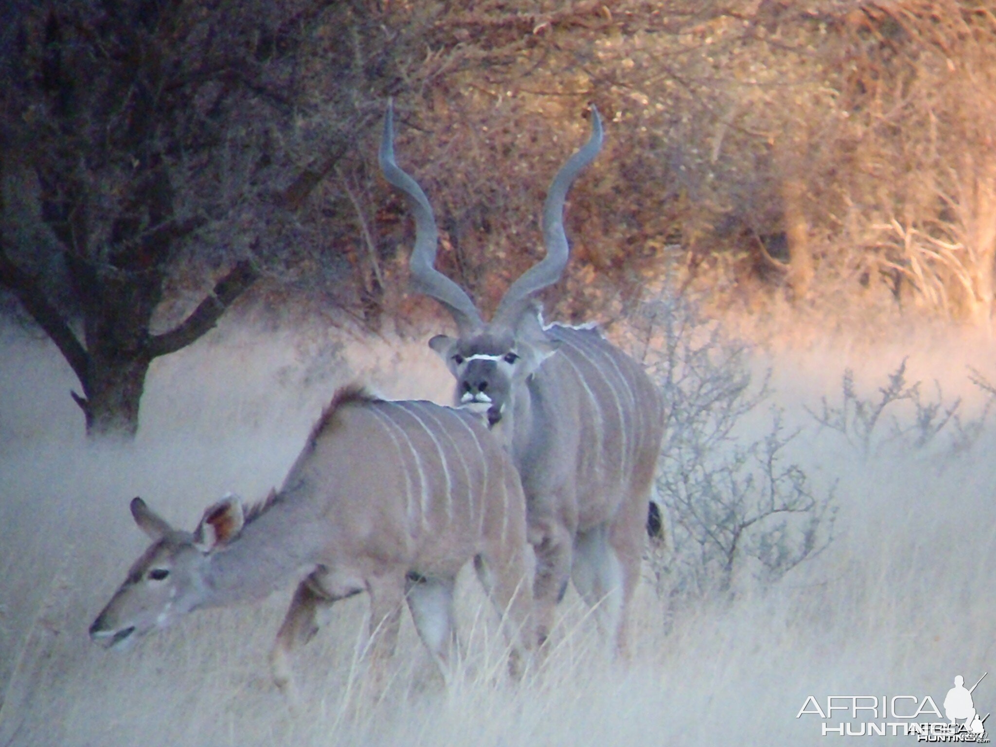 Greater Kudu Rut in Namibia