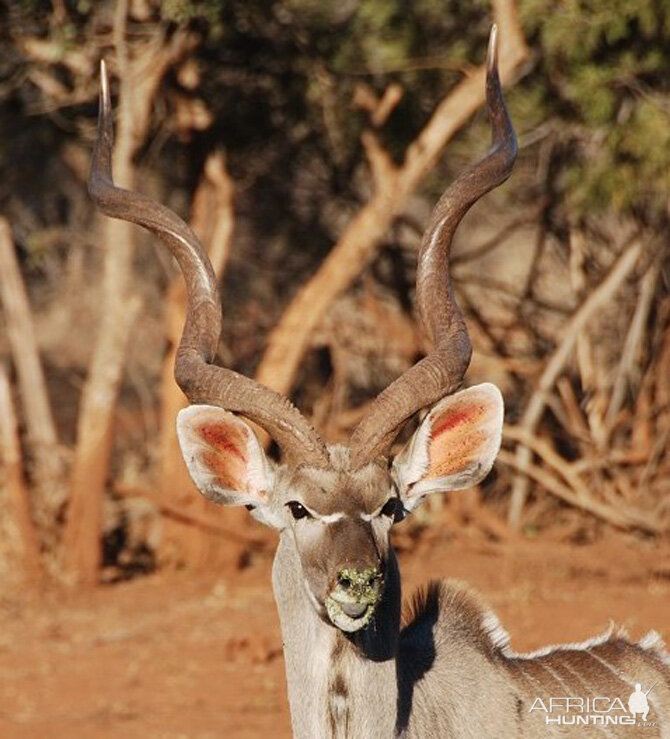 Greater Kudu South Africa