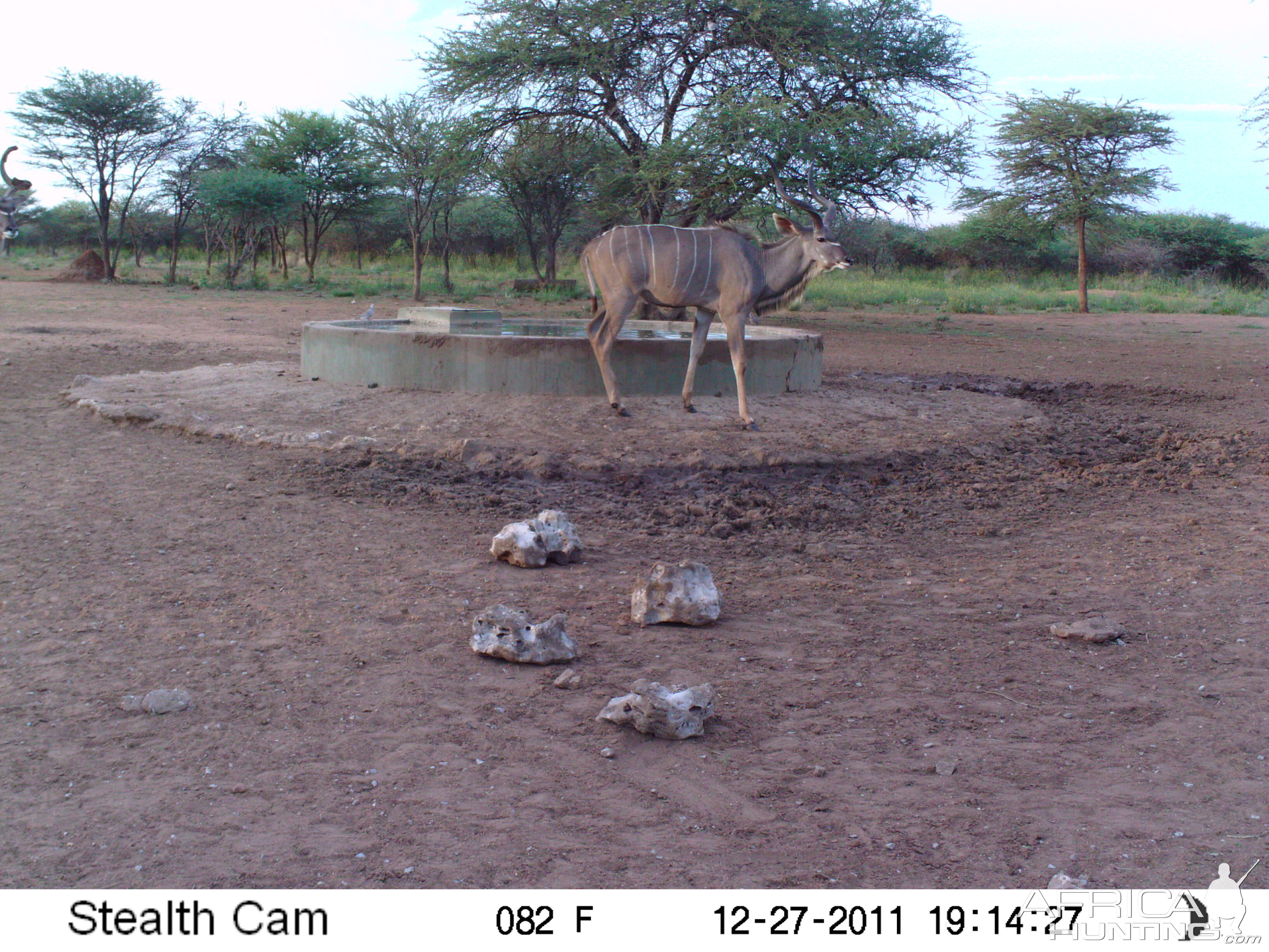 Greater Kudu Trail Camera Namibia