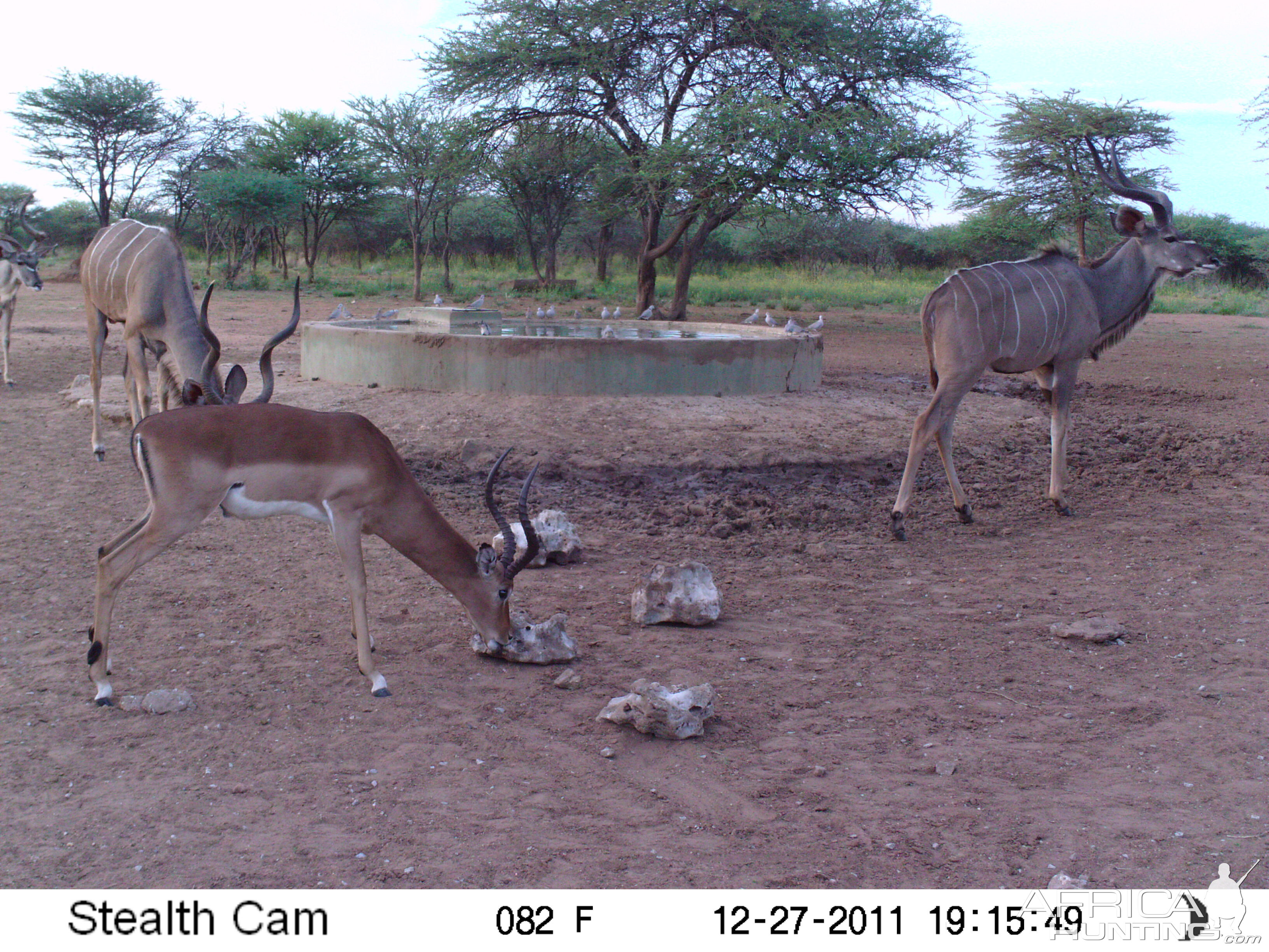 Greater Kudu Trail Camera Namibia