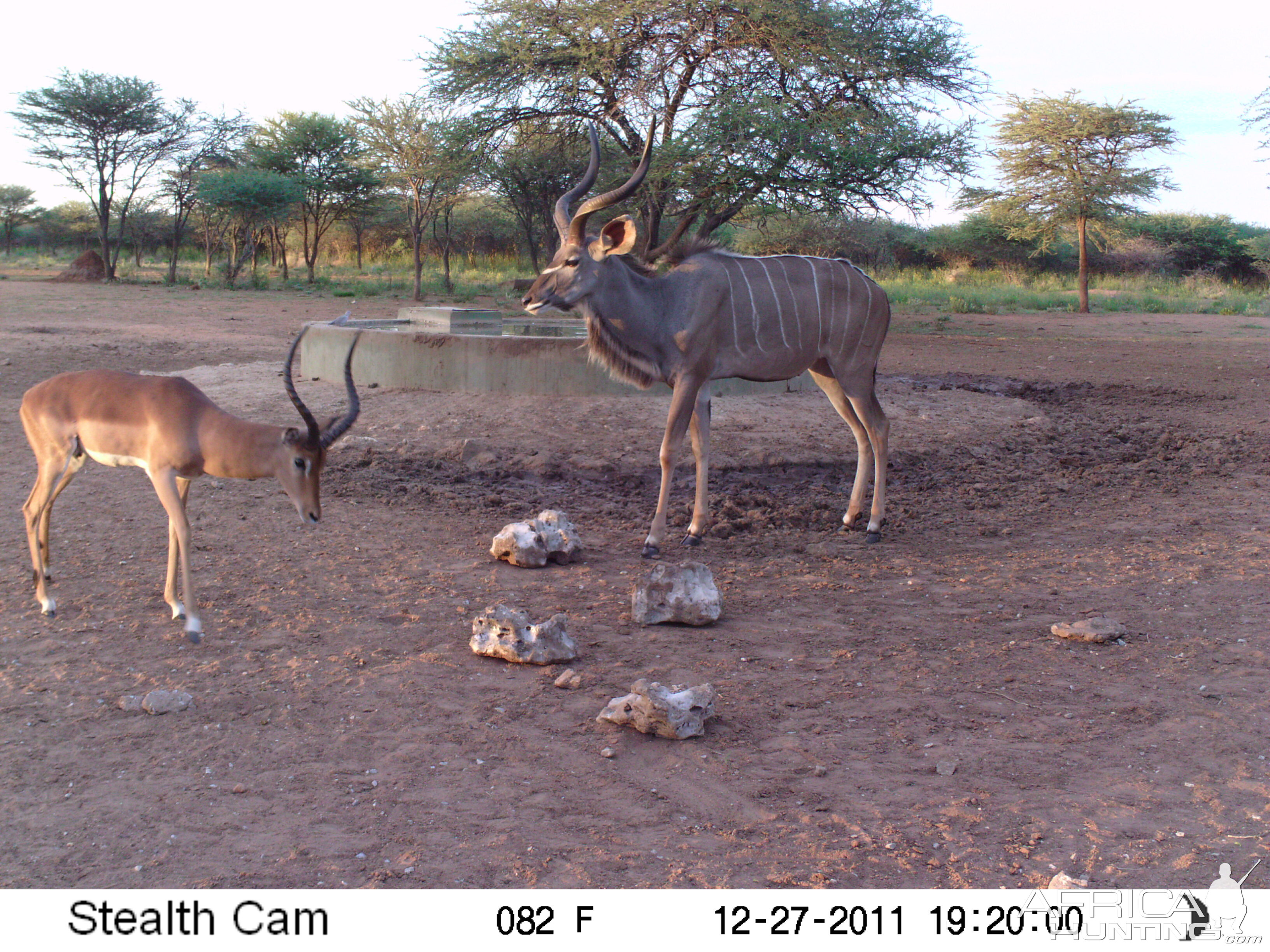 Greater Kudu Trail Camera Namibia