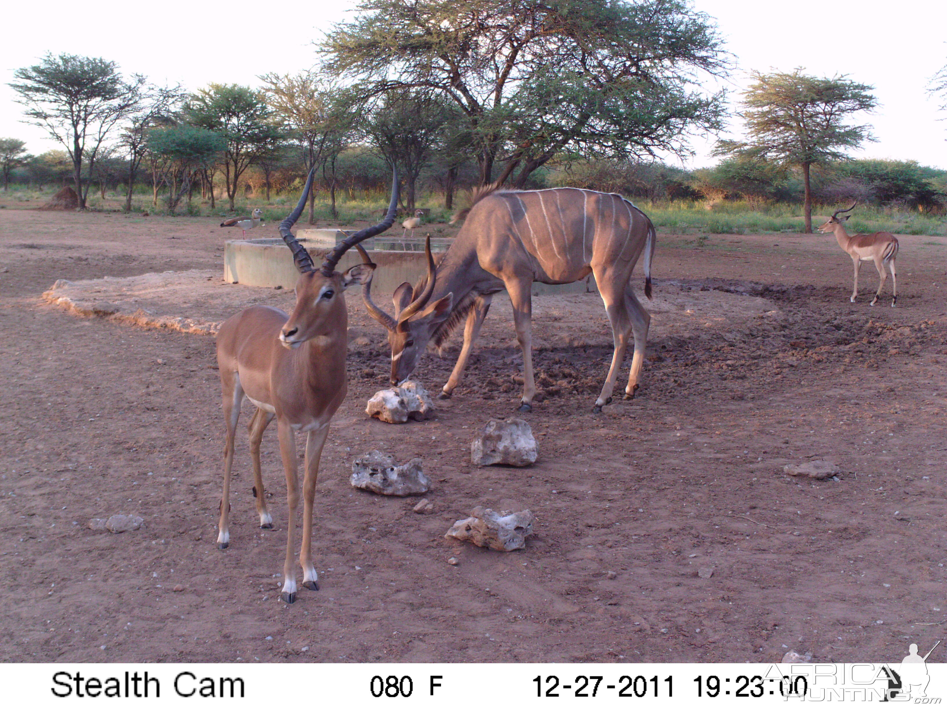 Greater Kudu Trail Camera Namibia