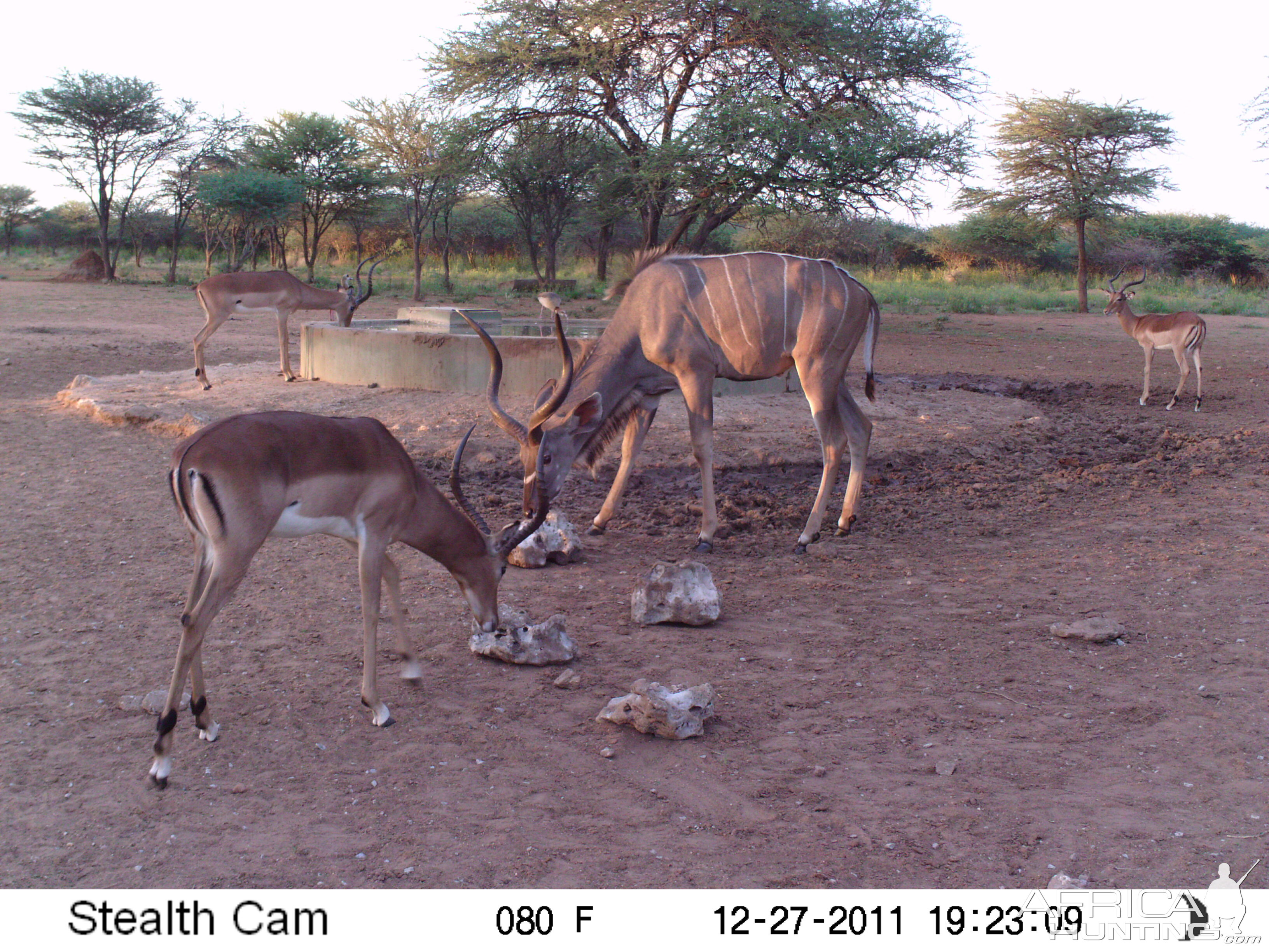 Greater Kudu Trail Camera Namibia