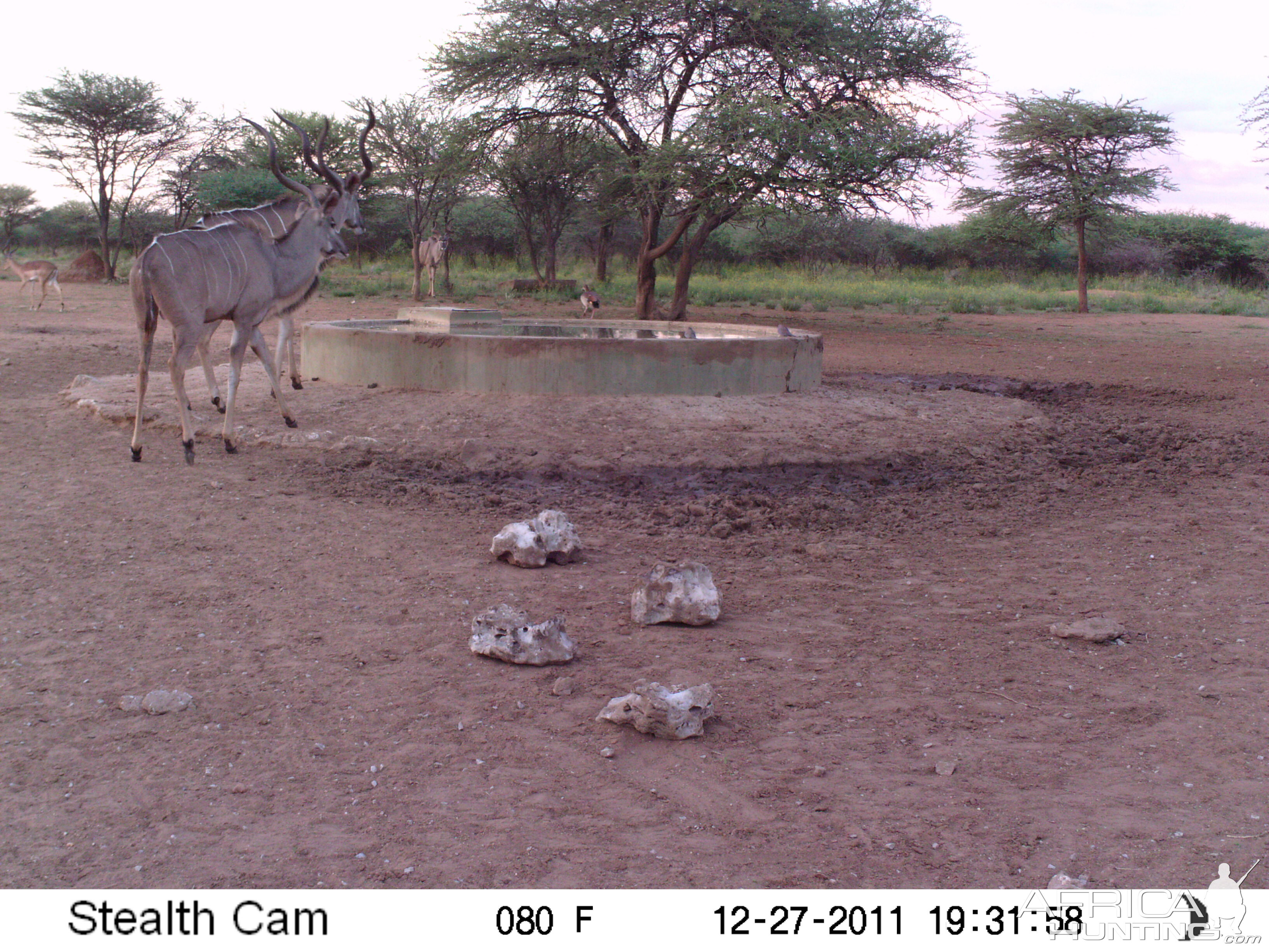 Greater Kudu Trail Camera Namibia