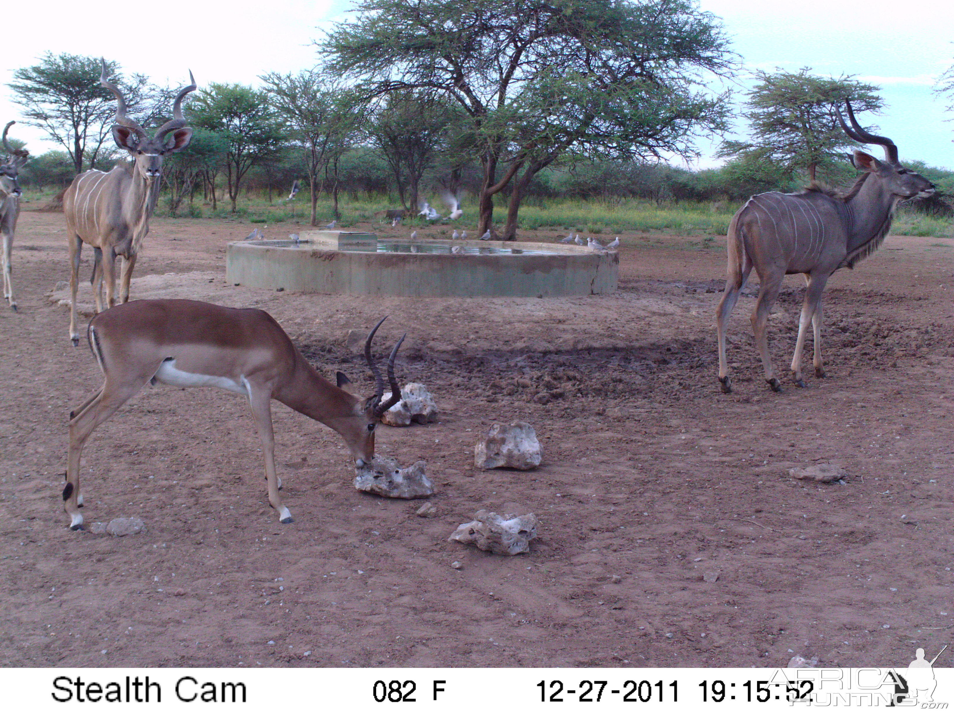 Greater Kudu Trail Camera Namibia