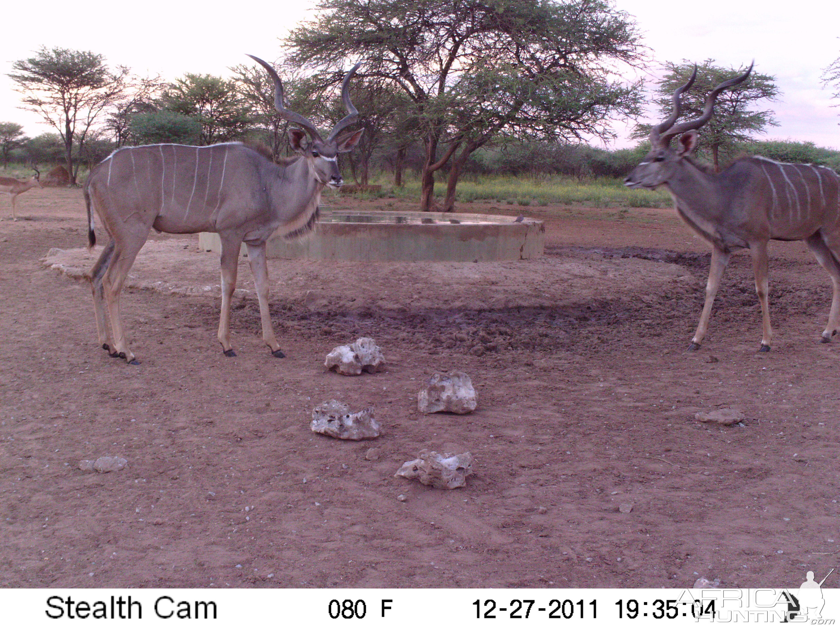 Greater Kudu Trail Camera Namibia