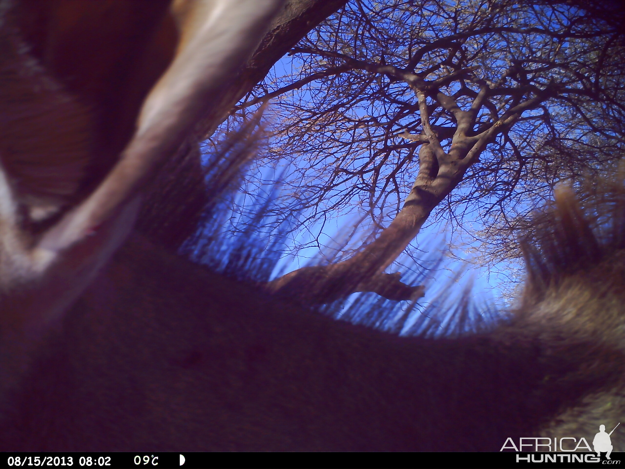 Greater Kudu Trail Camera