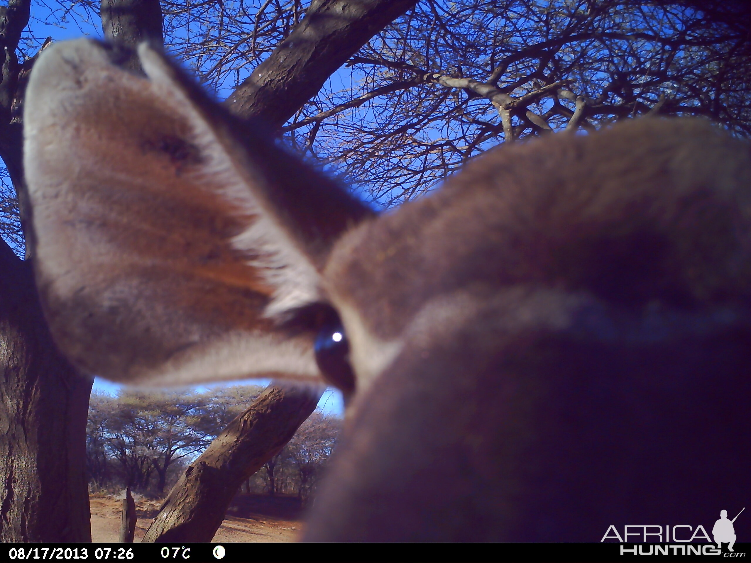 Greater Kudu Trail Camera