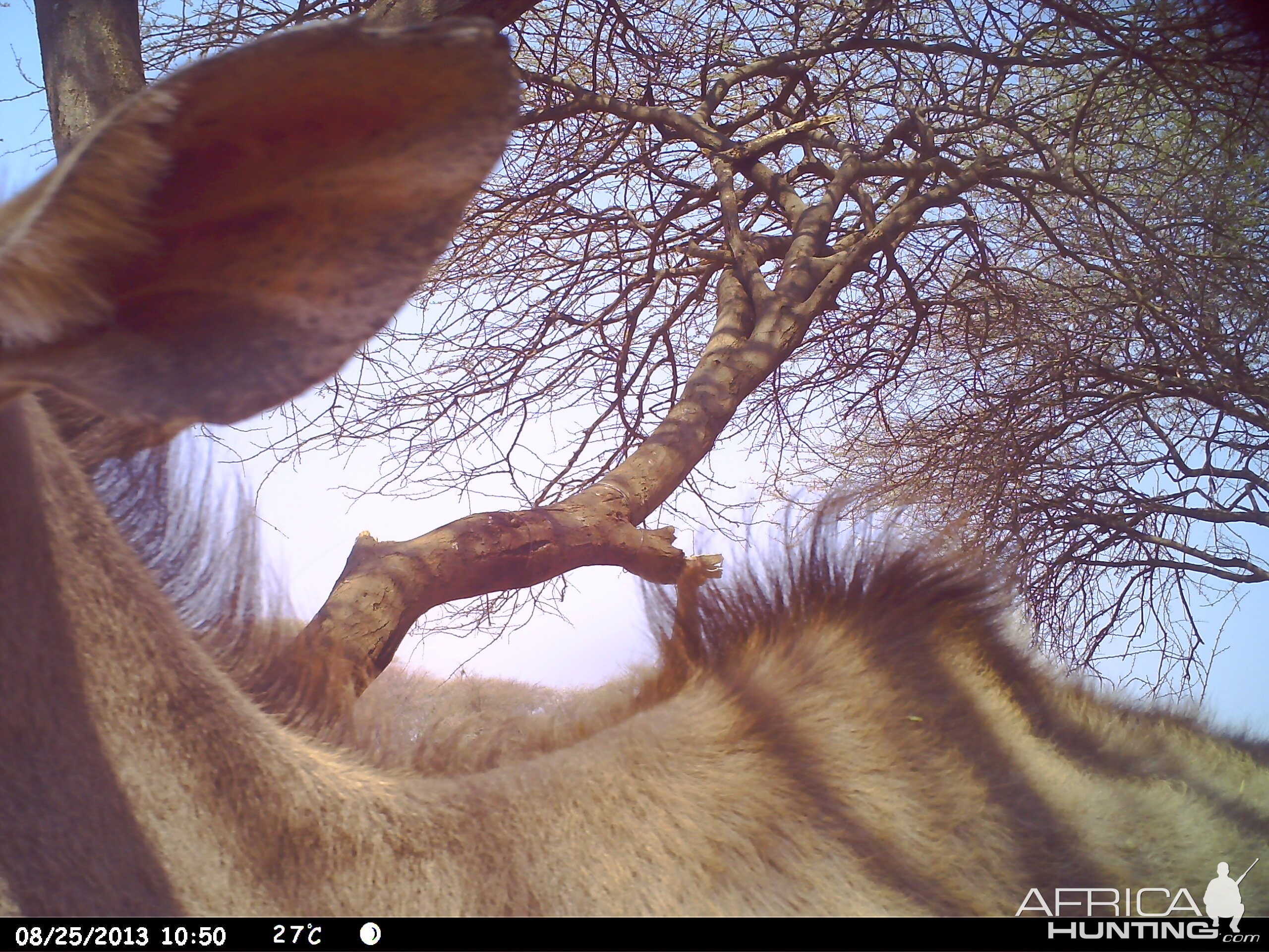 Greater Kudu Trail Camera