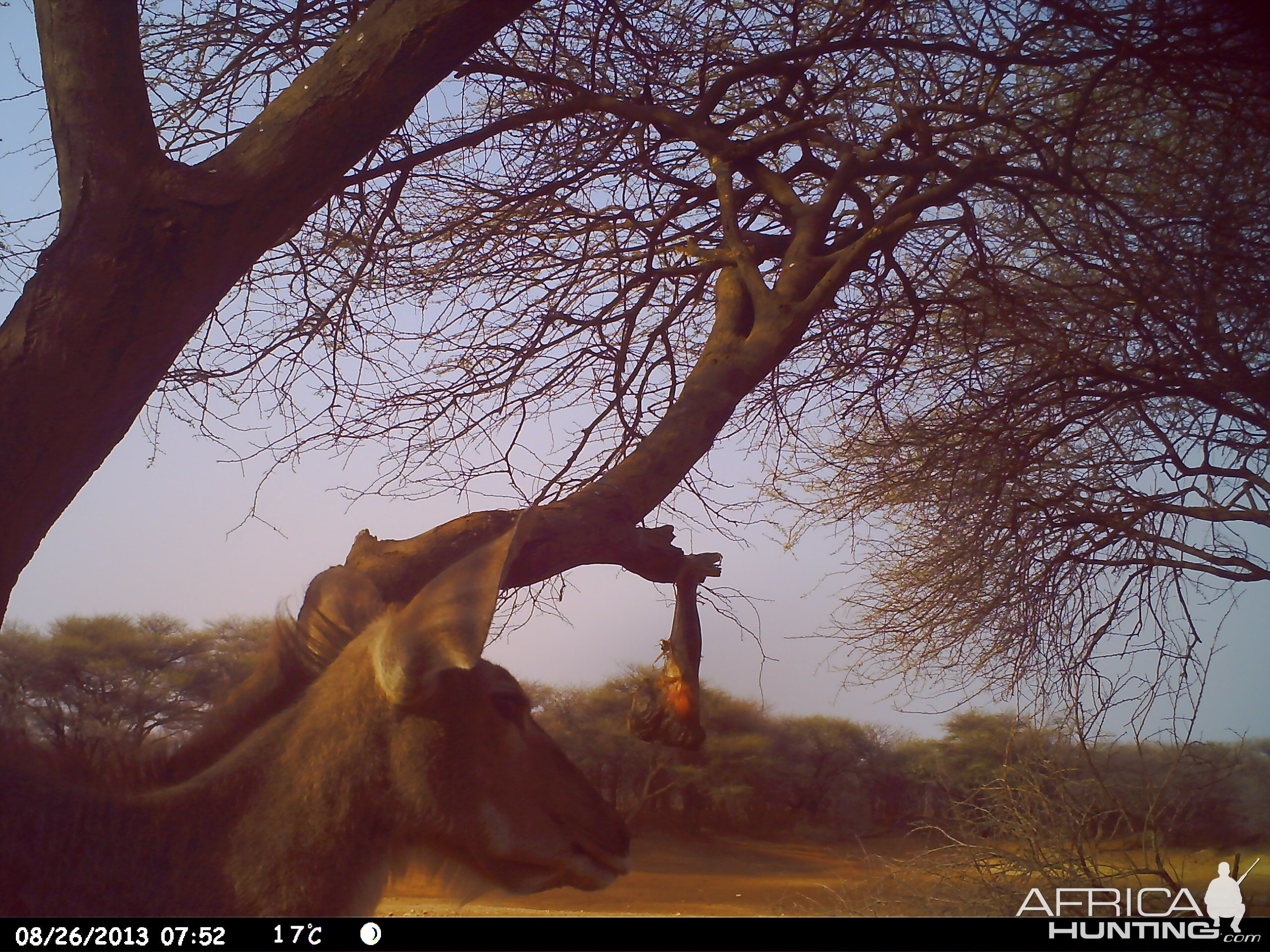 Greater Kudu Trail Camera